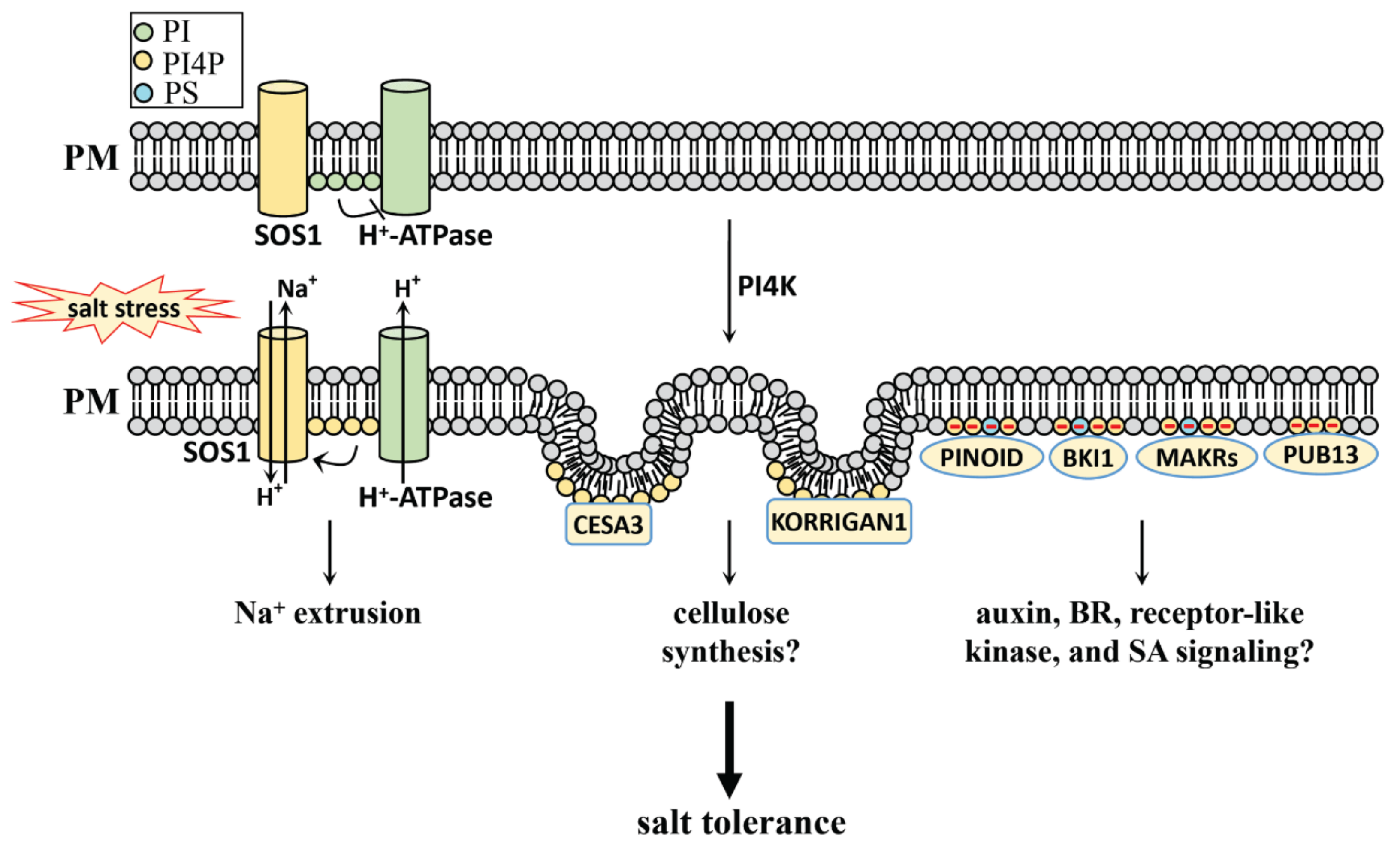 Plants 10 02204 g002