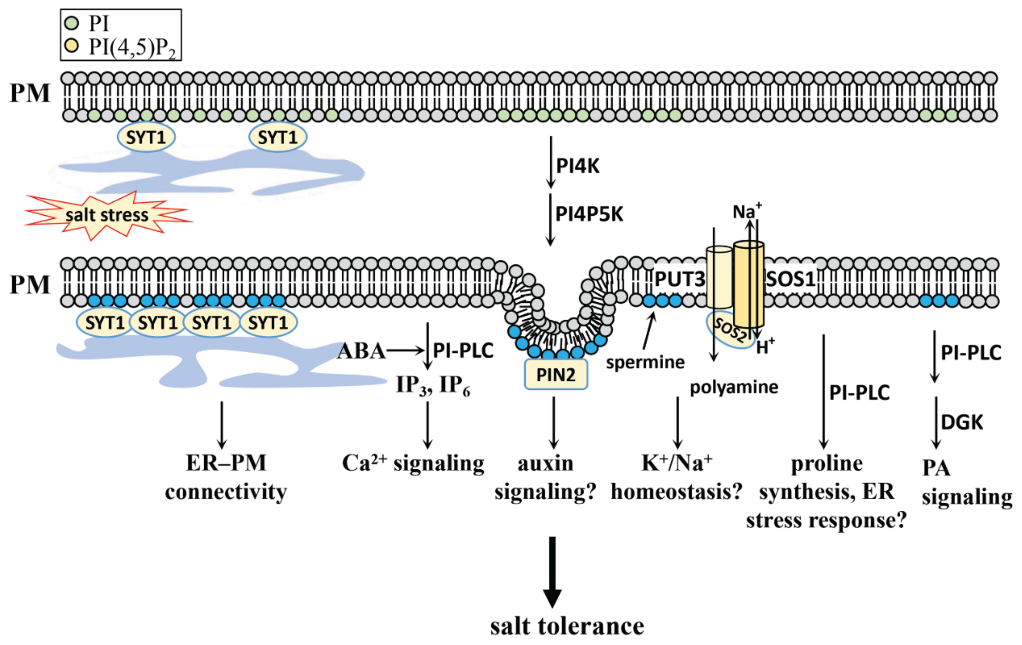 Plants 10 02204 g003