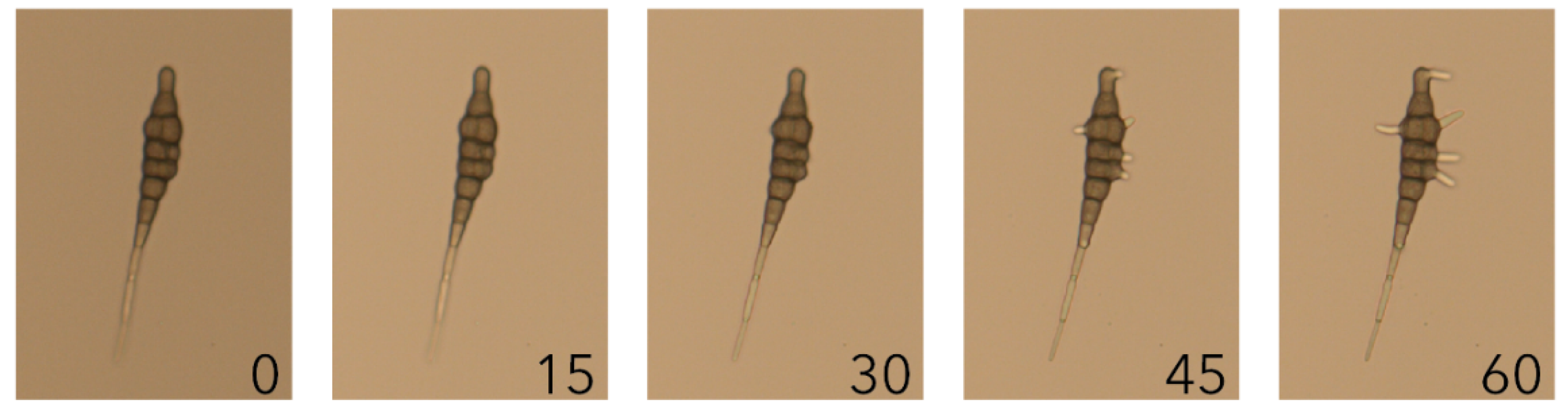 Plants 10 02212 g001 Plants 10 02212 g001