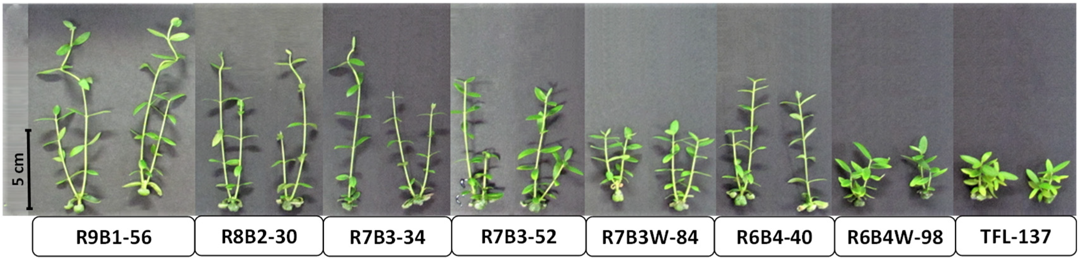 Plants 10 02214 g001 Plants 10 02214 g001