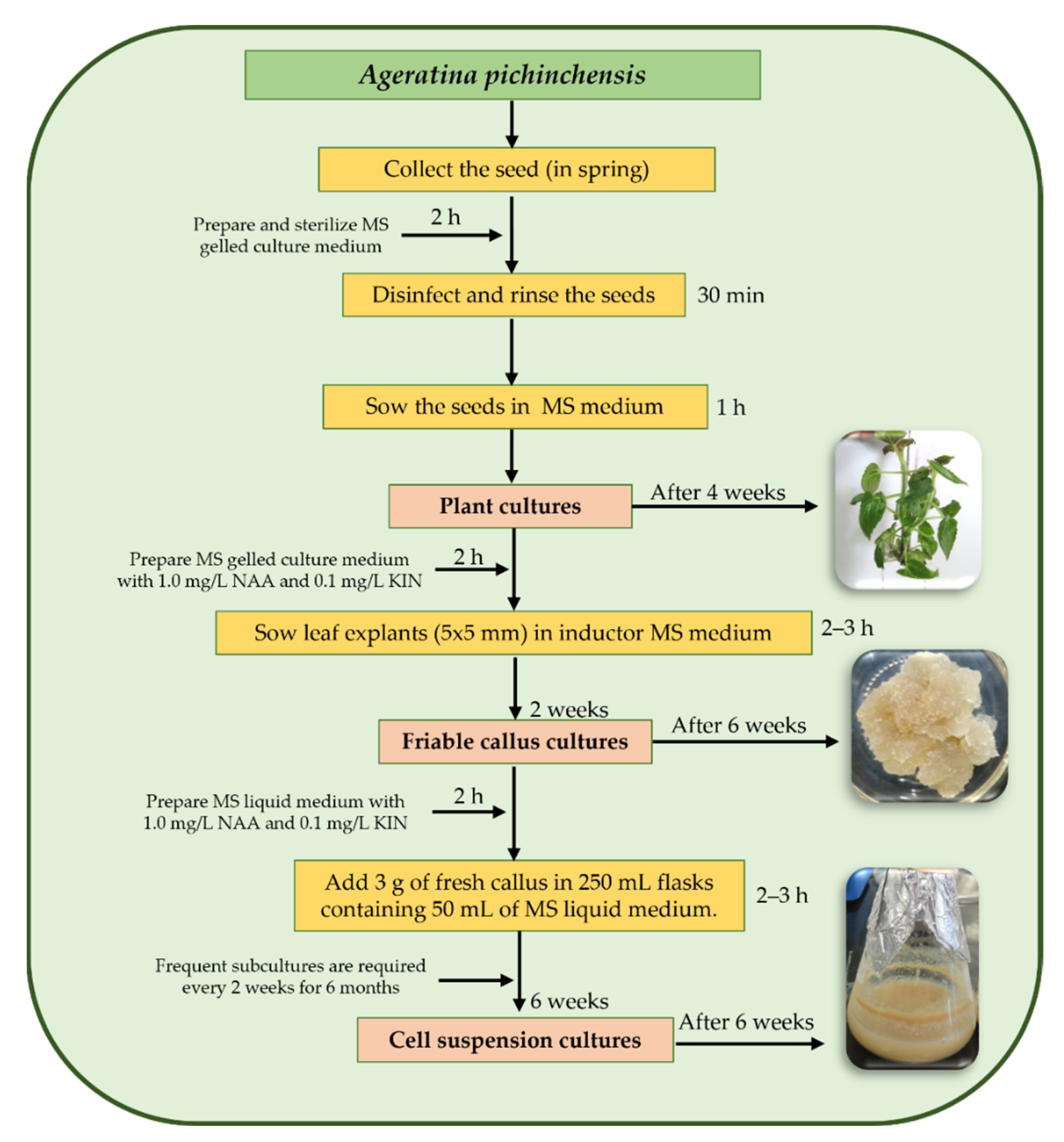 Plants 10 02225 g006