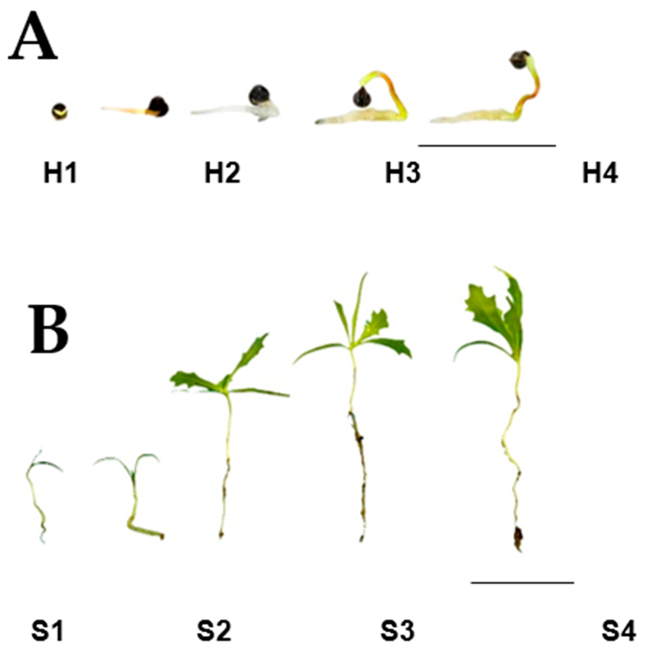 Plants 10 02226 g002 Plants 10 02226 g002