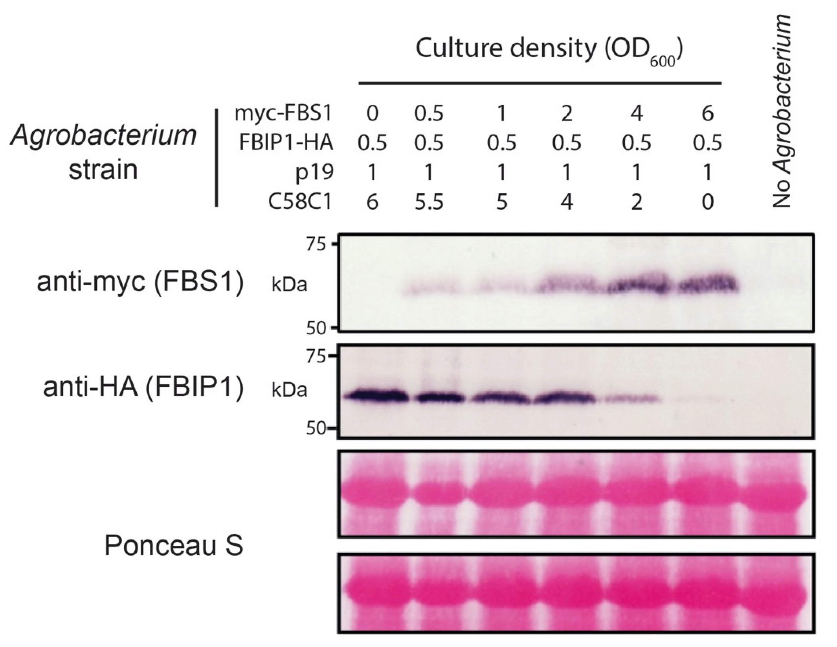 Plants 10 02228 g005 Plants 10 02228 g005