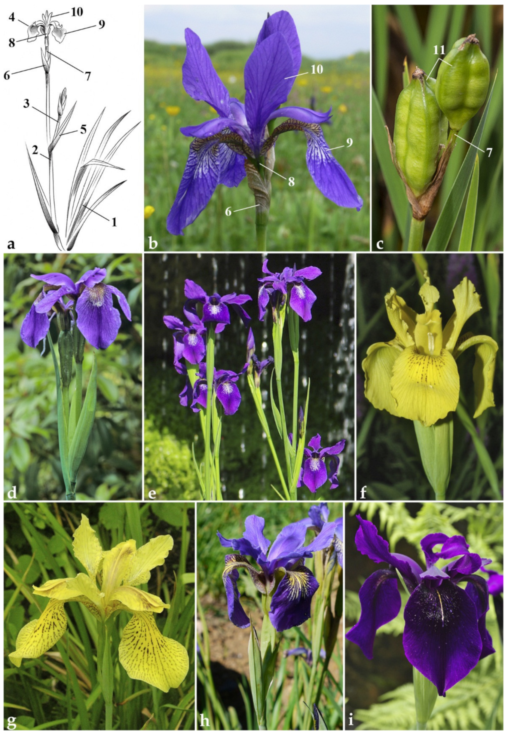 Plants 10 02232 g001 Plants 10 02232 g001