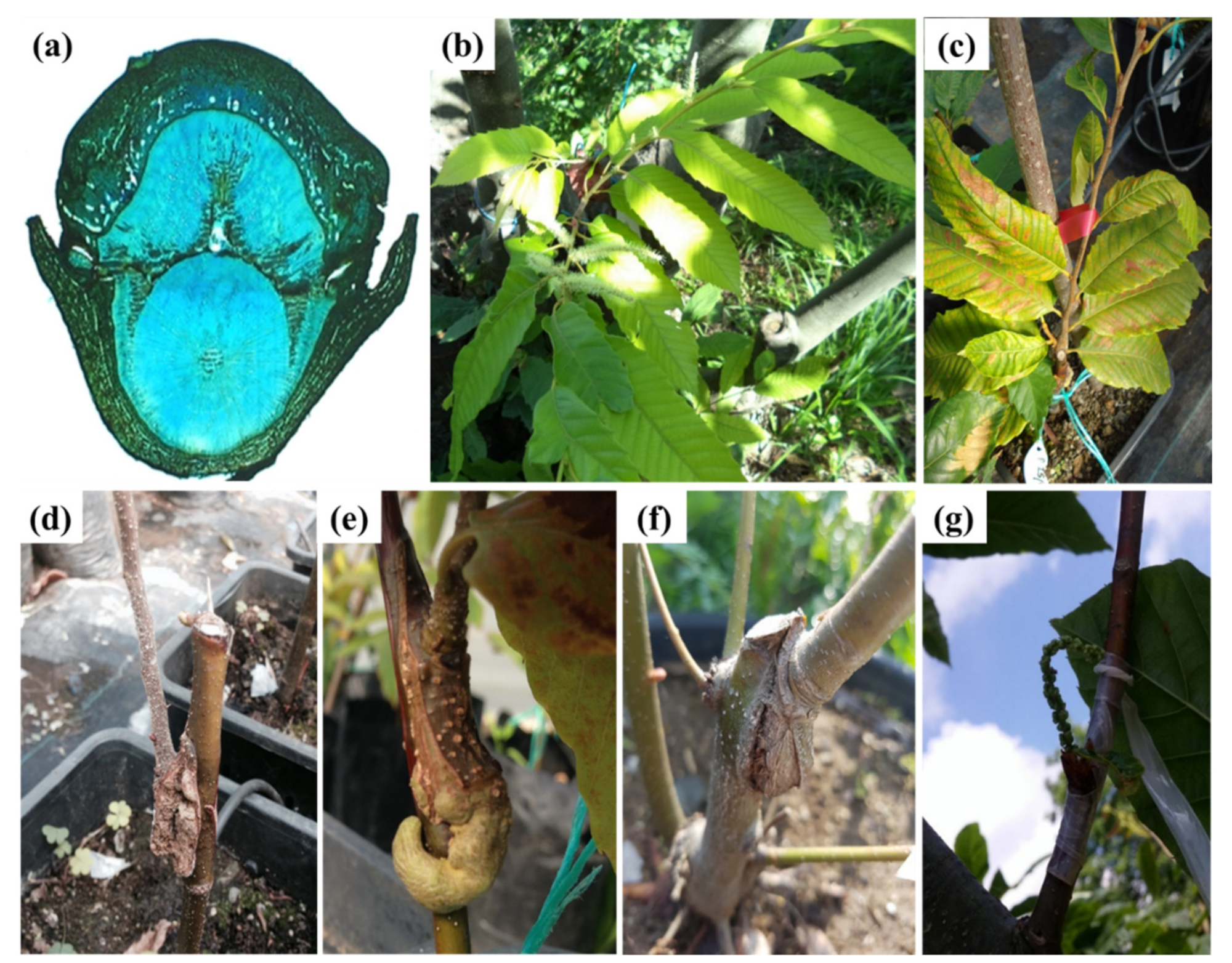 Plants 10 02234 g001