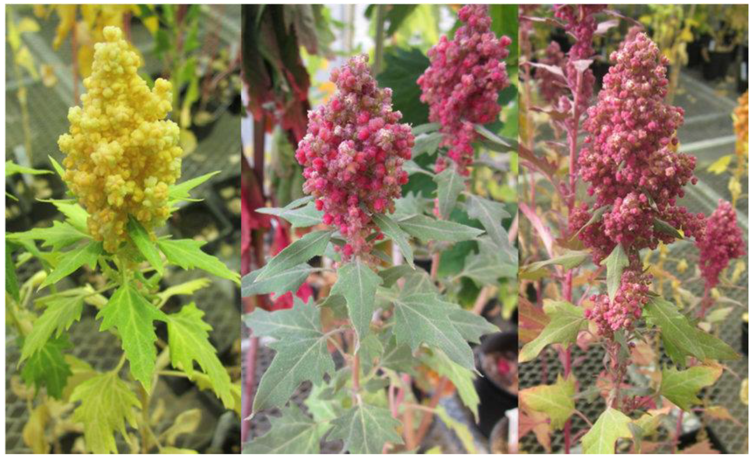 Plants 10 02258 g001 550