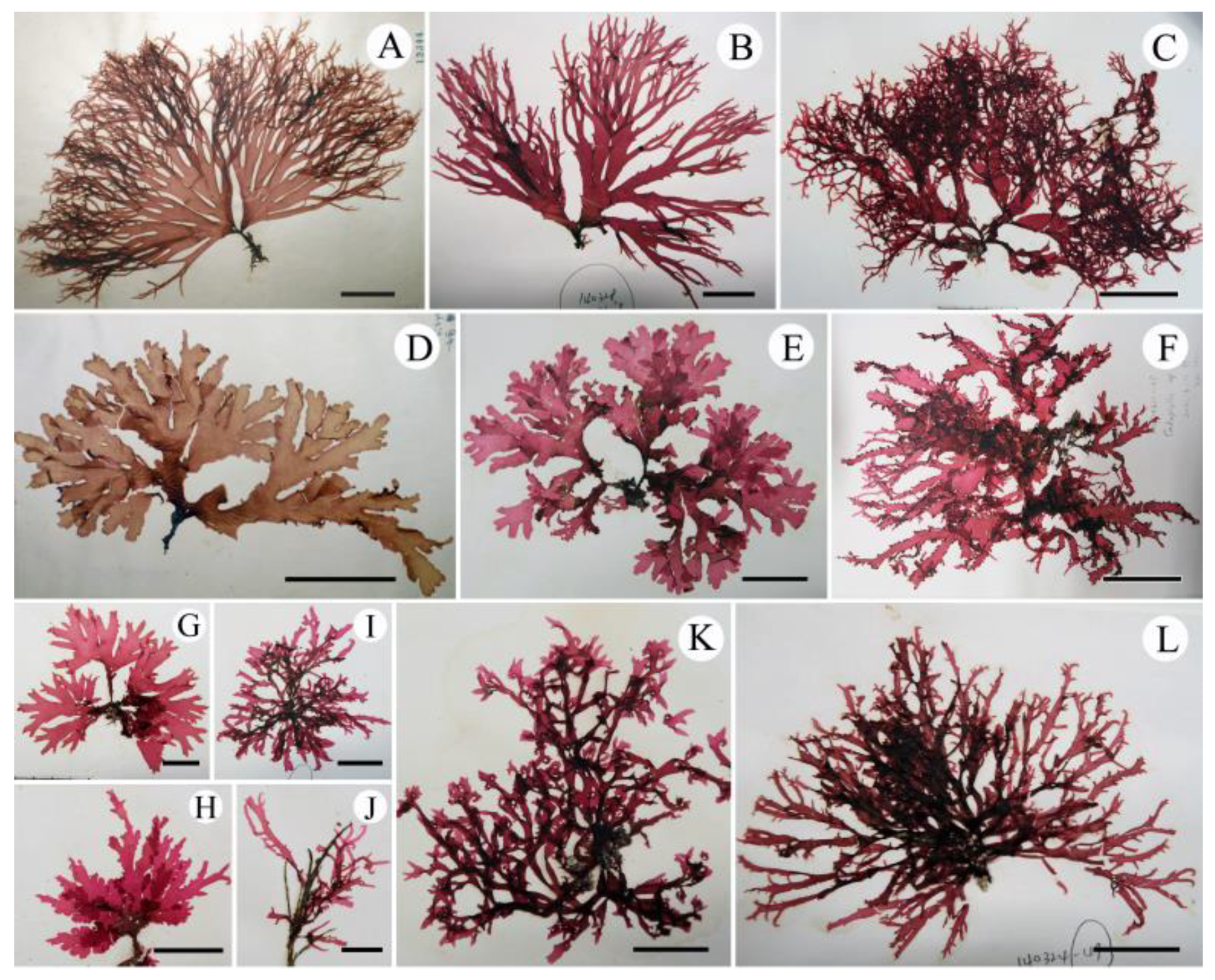 Plants 10 02269 g003 550