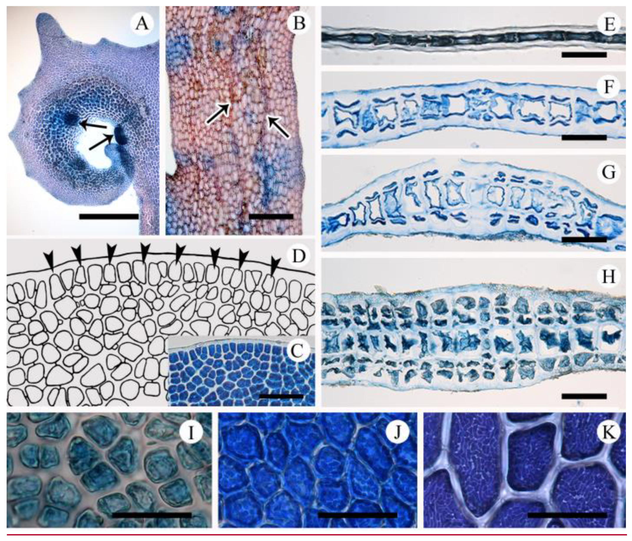 Plants 10 02269 g004 550