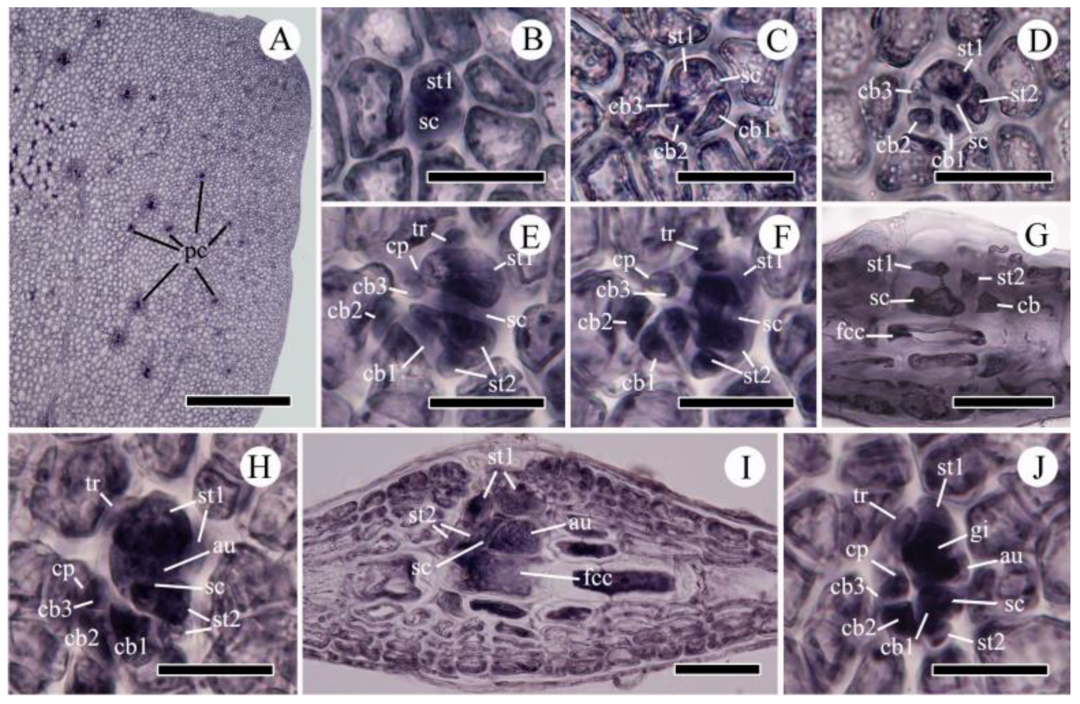Plants 10 02269 g005 550