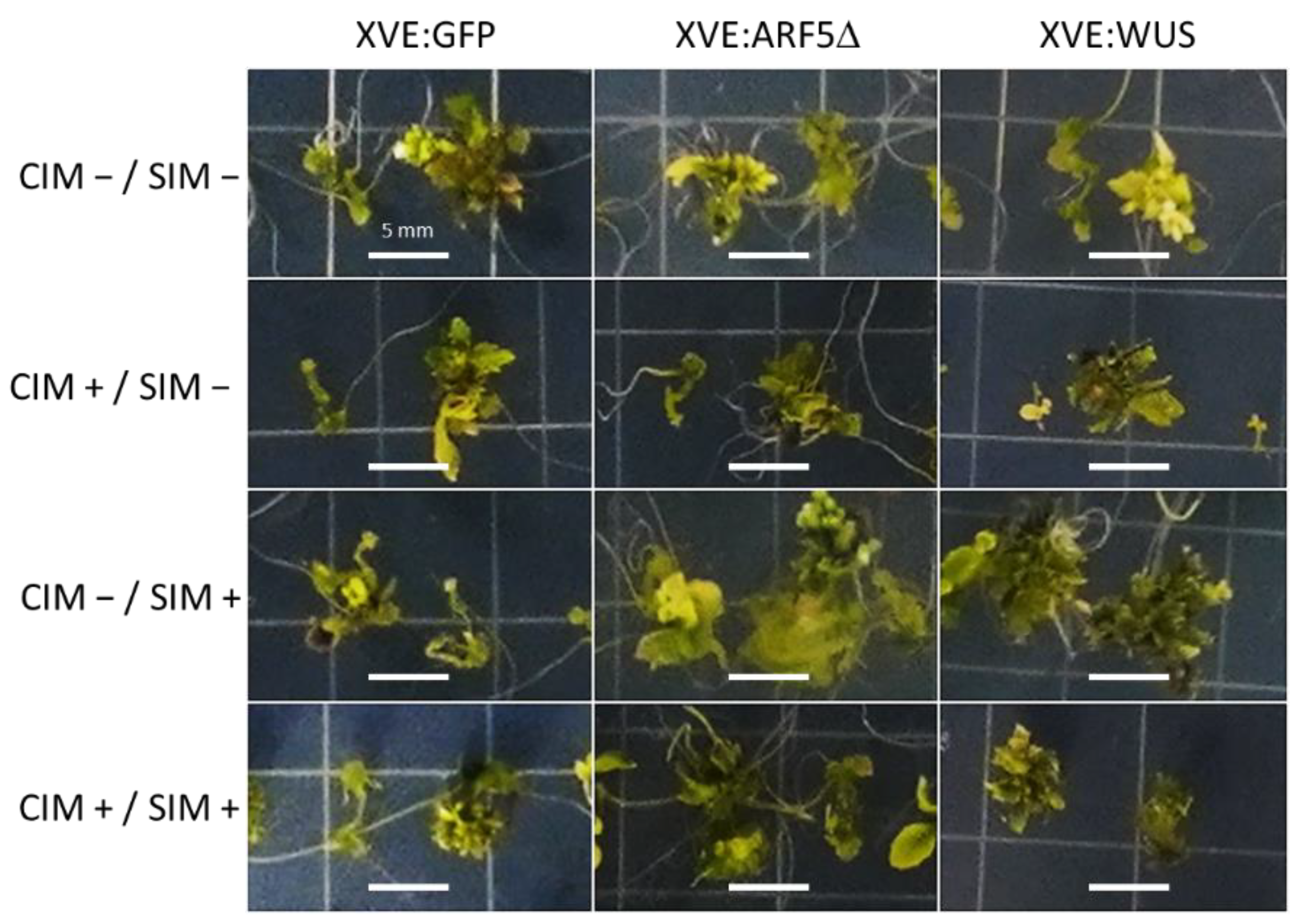 Plants 10 02271 g004 550