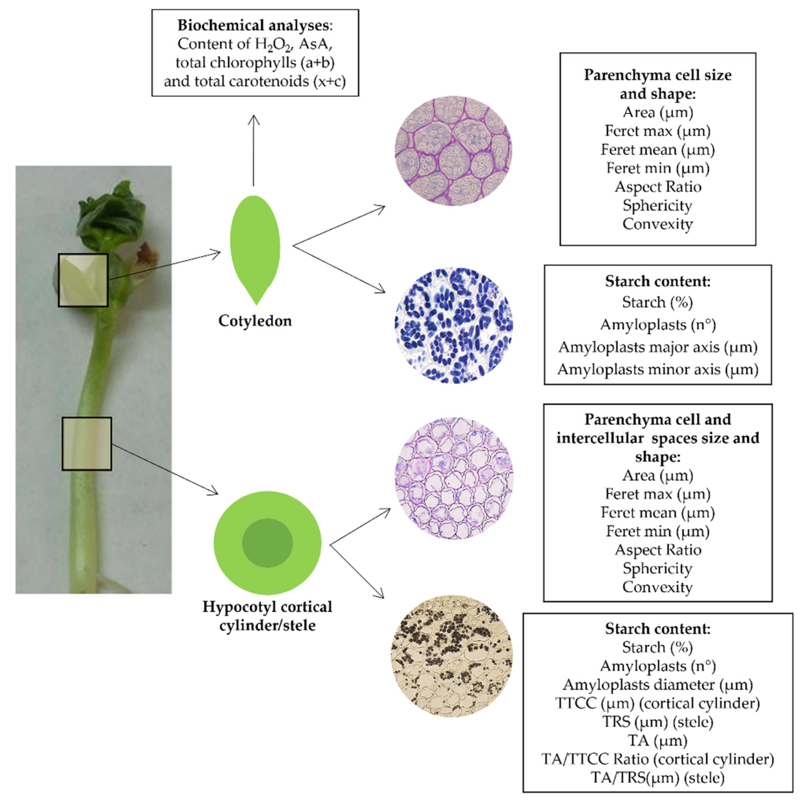 Plants 10 02272 g005