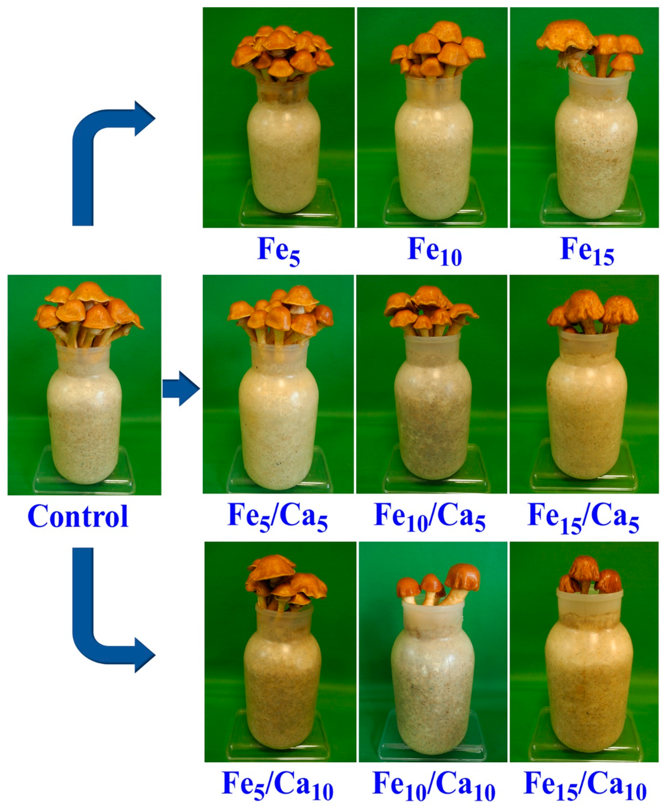 Plants 10 02275 g003 550