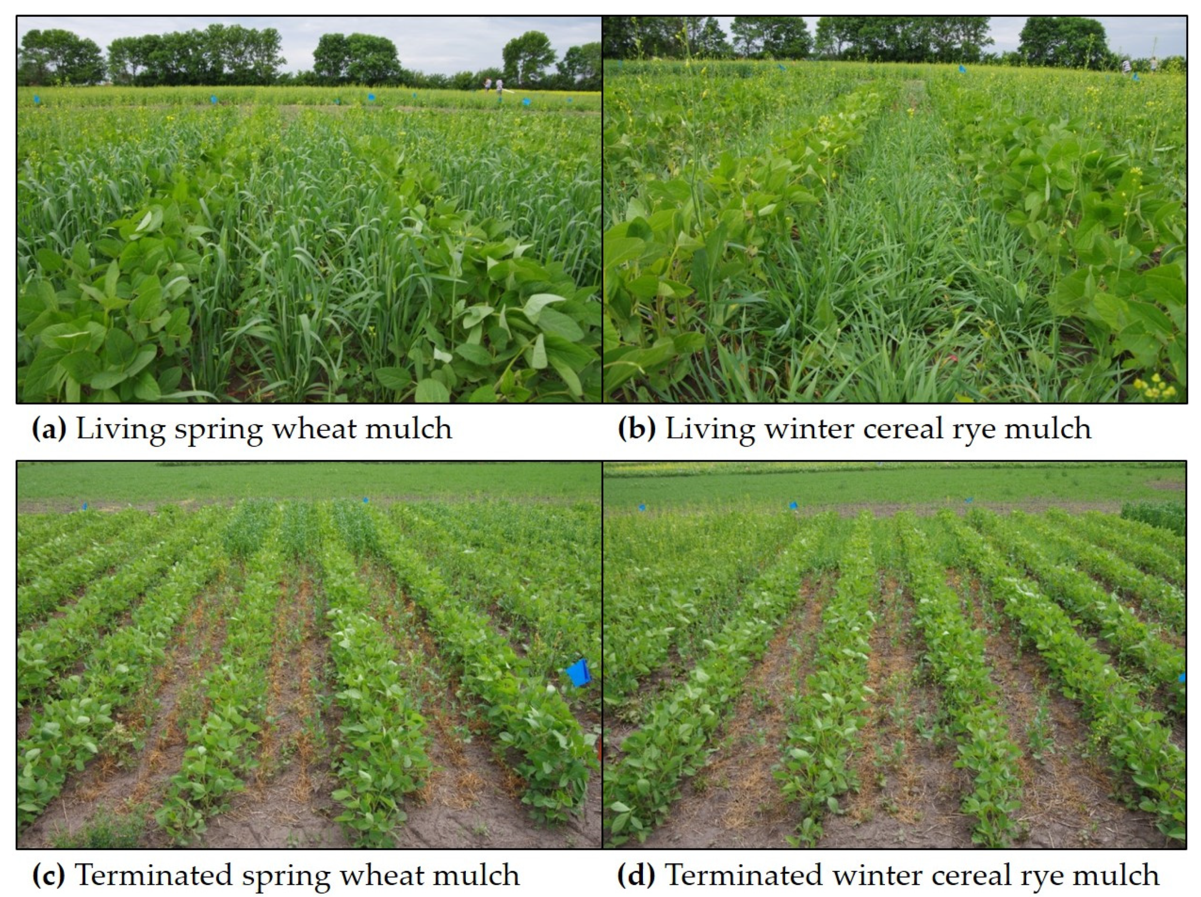 Plants 10 02276 g002 Plants 10 02276 g002