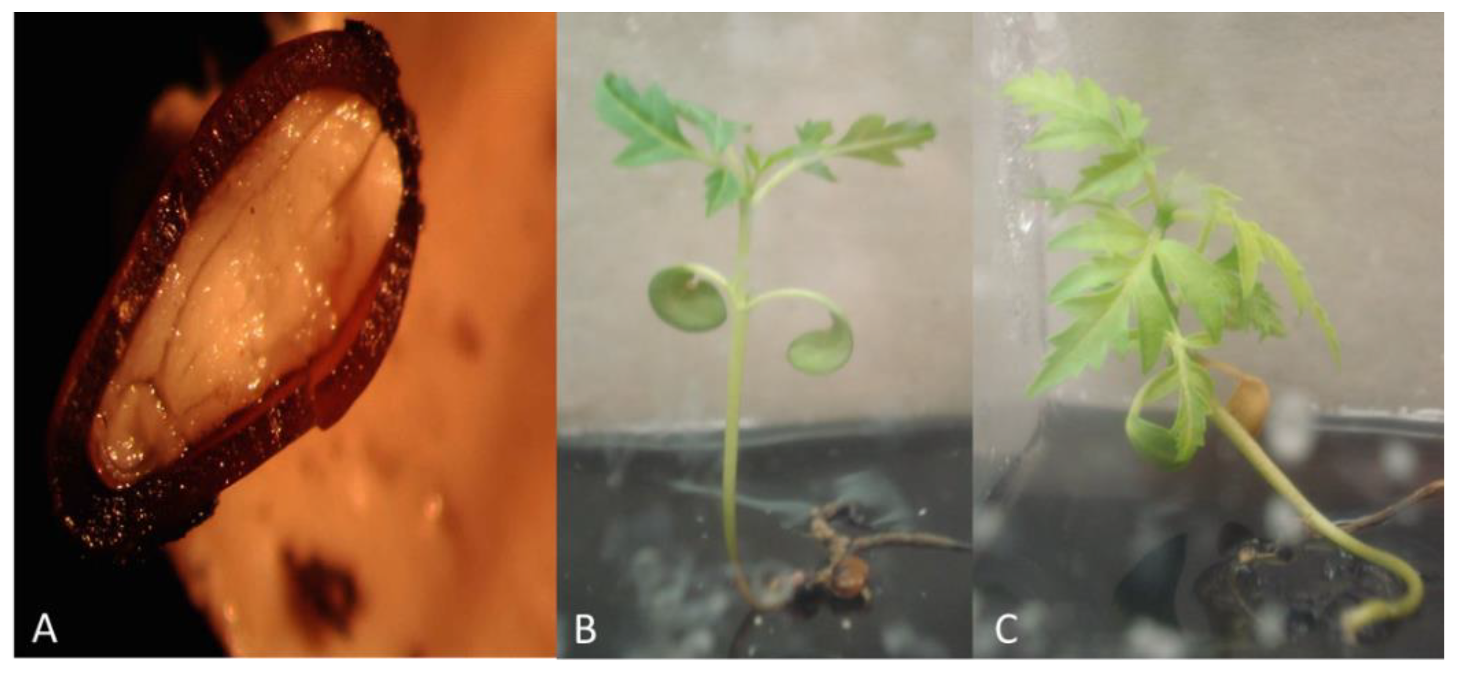 Plants 10 02277 g004 Plants 10 02277 g004