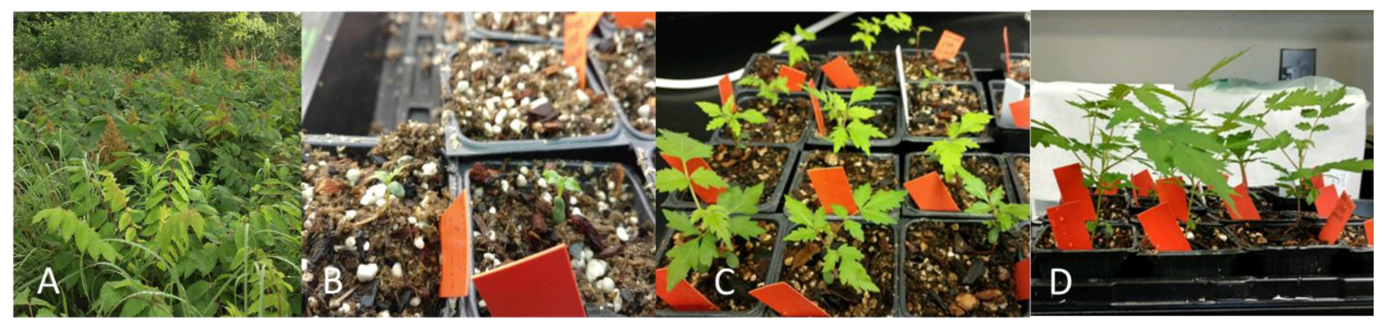 Plants 10 02277 g006 Plants 10 02277 g006