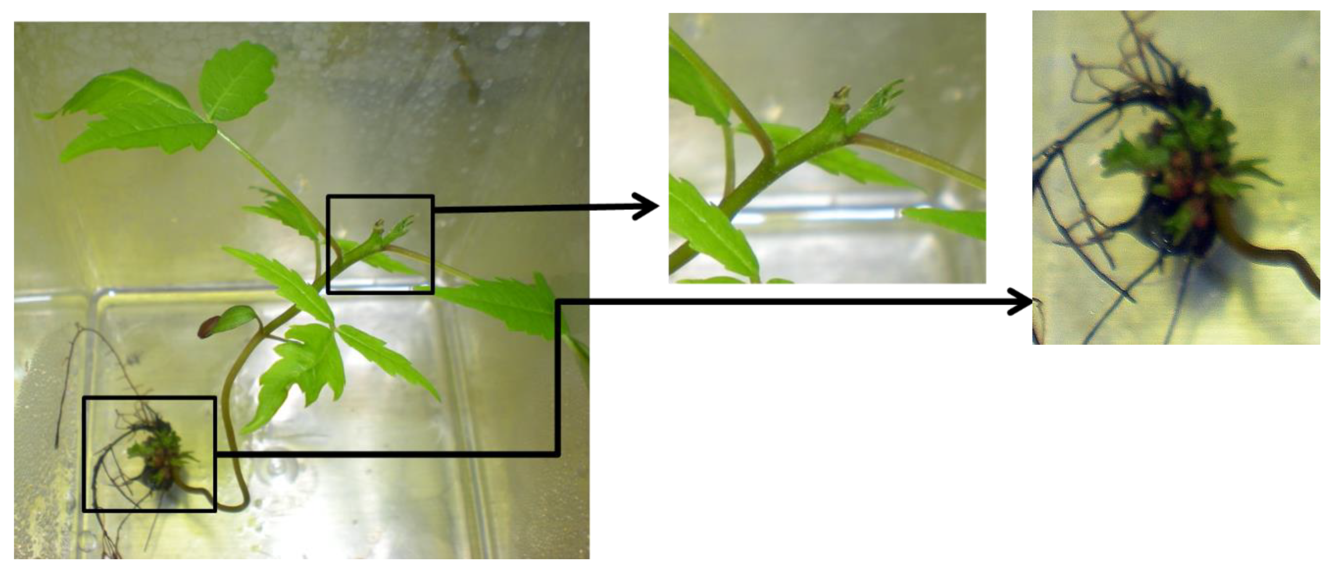 Plants 10 02277 g007 Plants 10 02277 g007