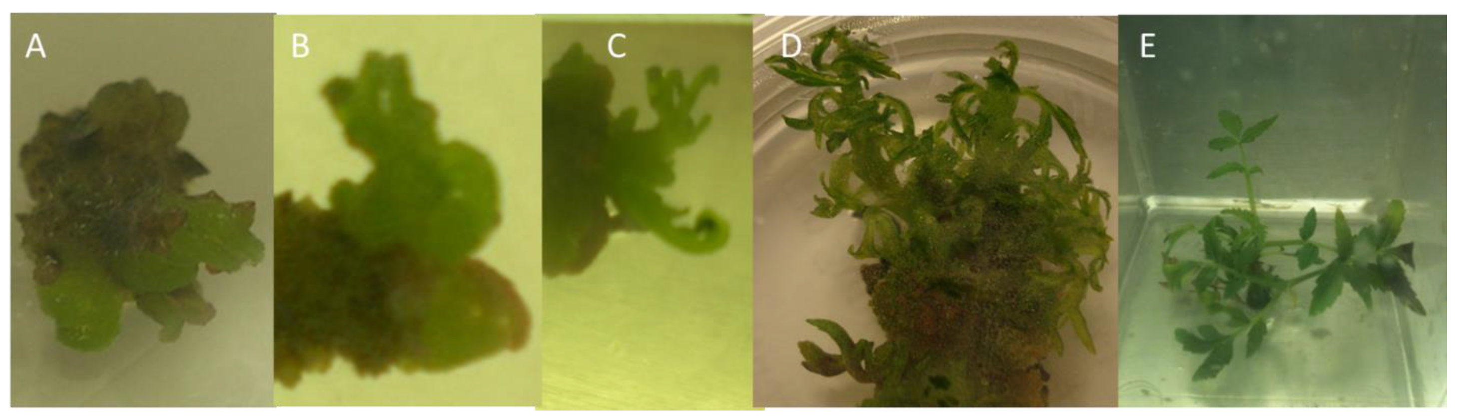 Plants 10 02277 g008 Plants 10 02277 g008