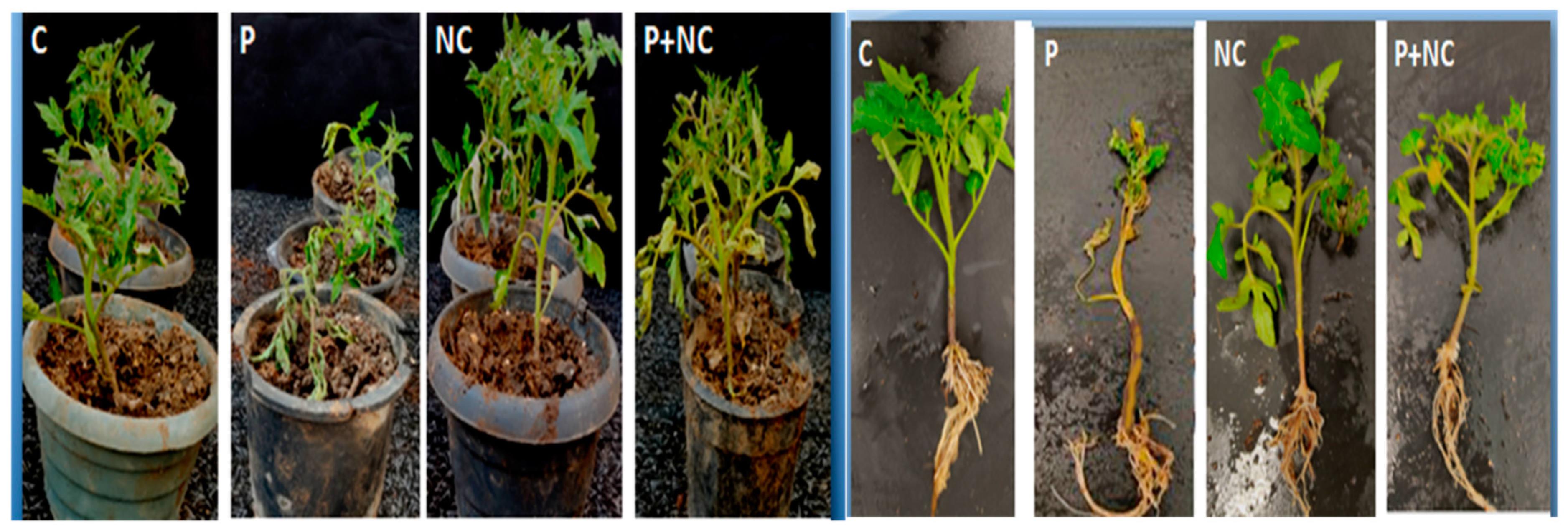 Plants 10 02283 g002