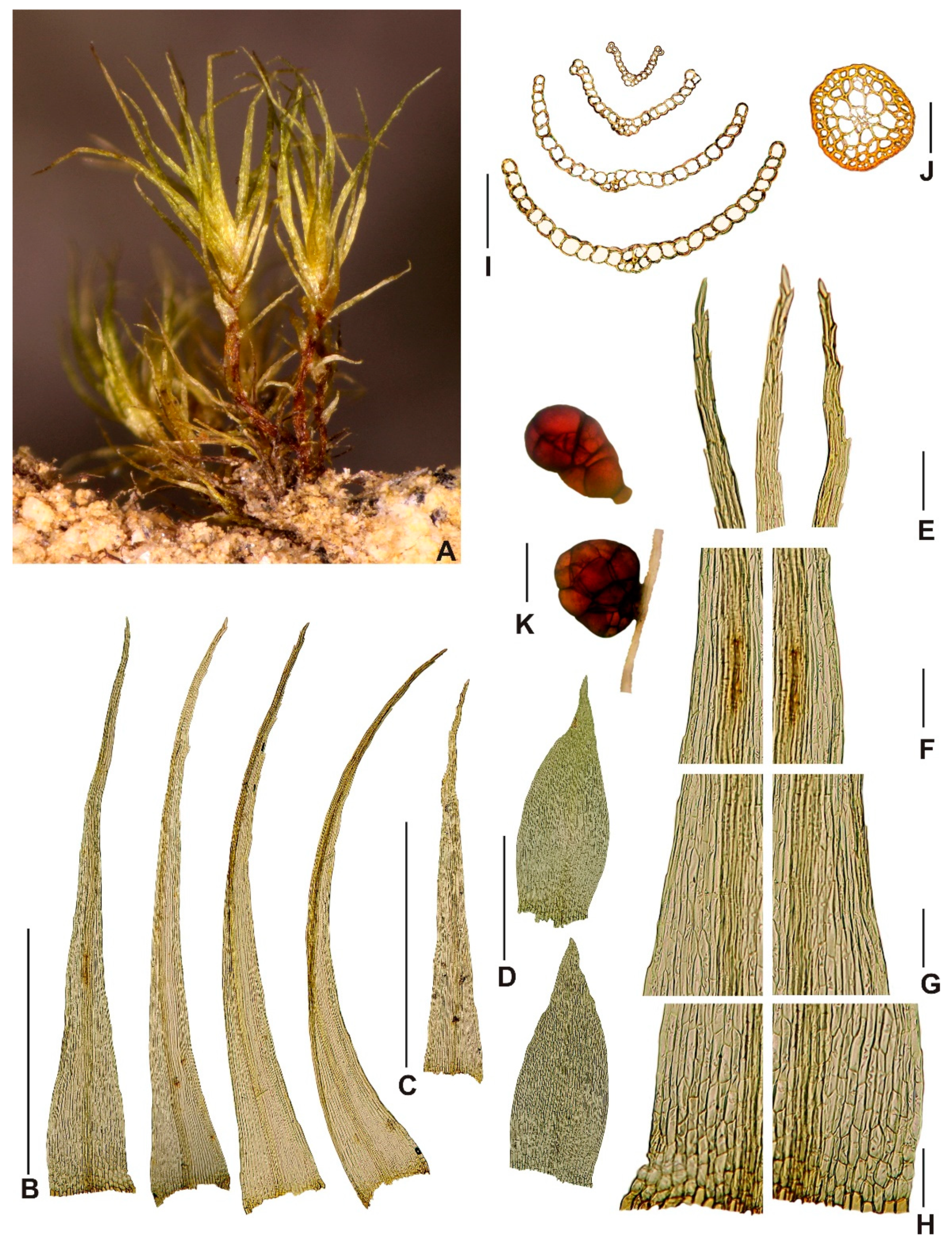 Plants 10 02289 g002 550