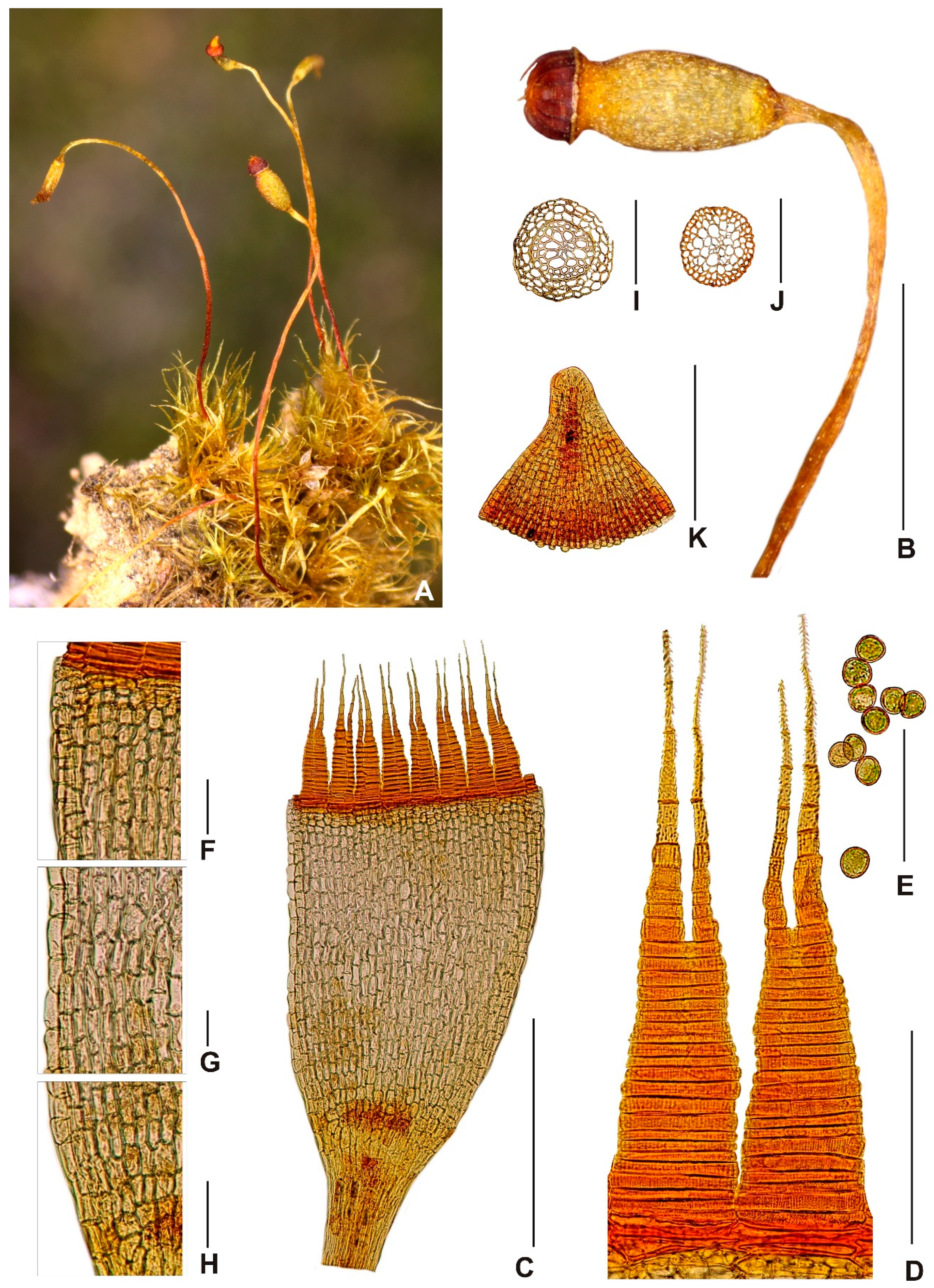 Plants 10 02289 g003 550