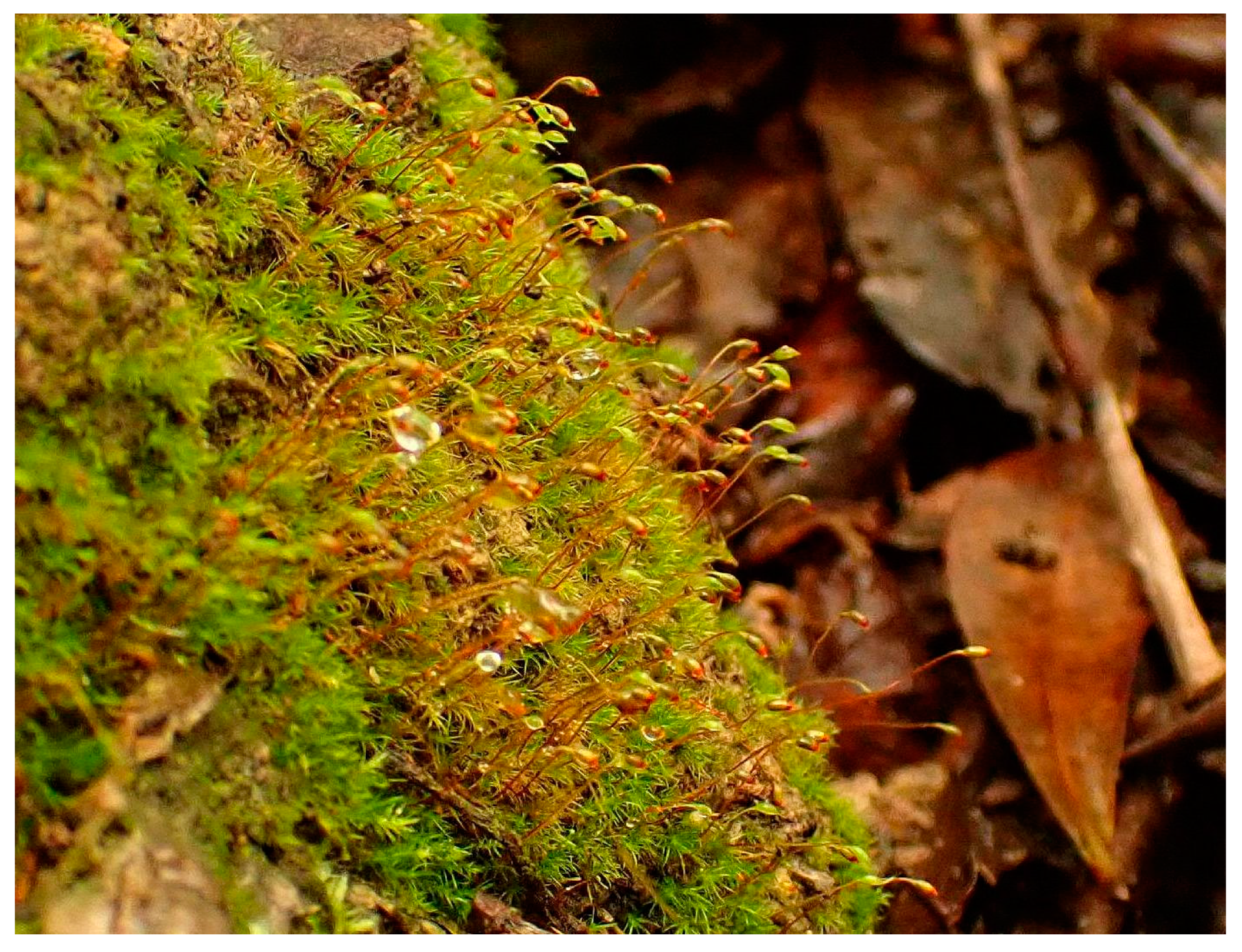 Plants 10 02289 g005 550