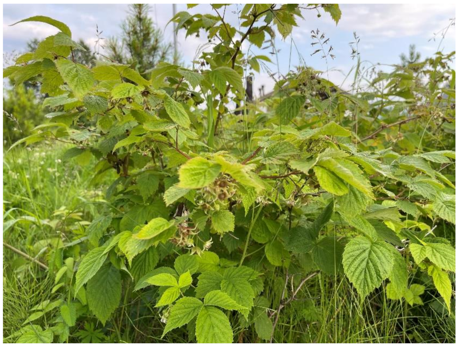 Plants 10 02317 g001