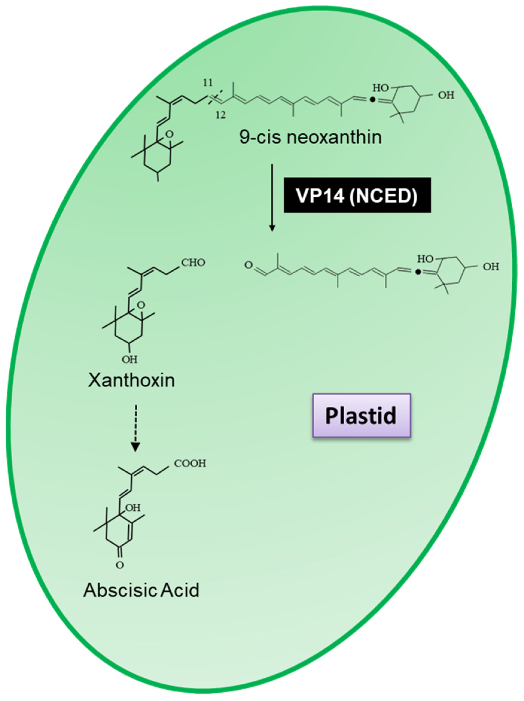 Plants 10 02321 g002 Plants 10 02321 g002