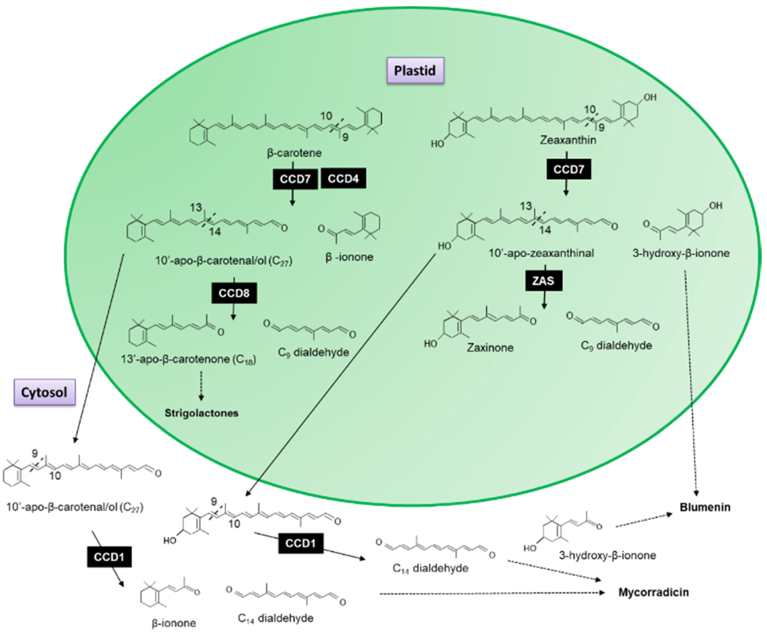 Plants 10 02321 g003 Plants 10 02321 g003