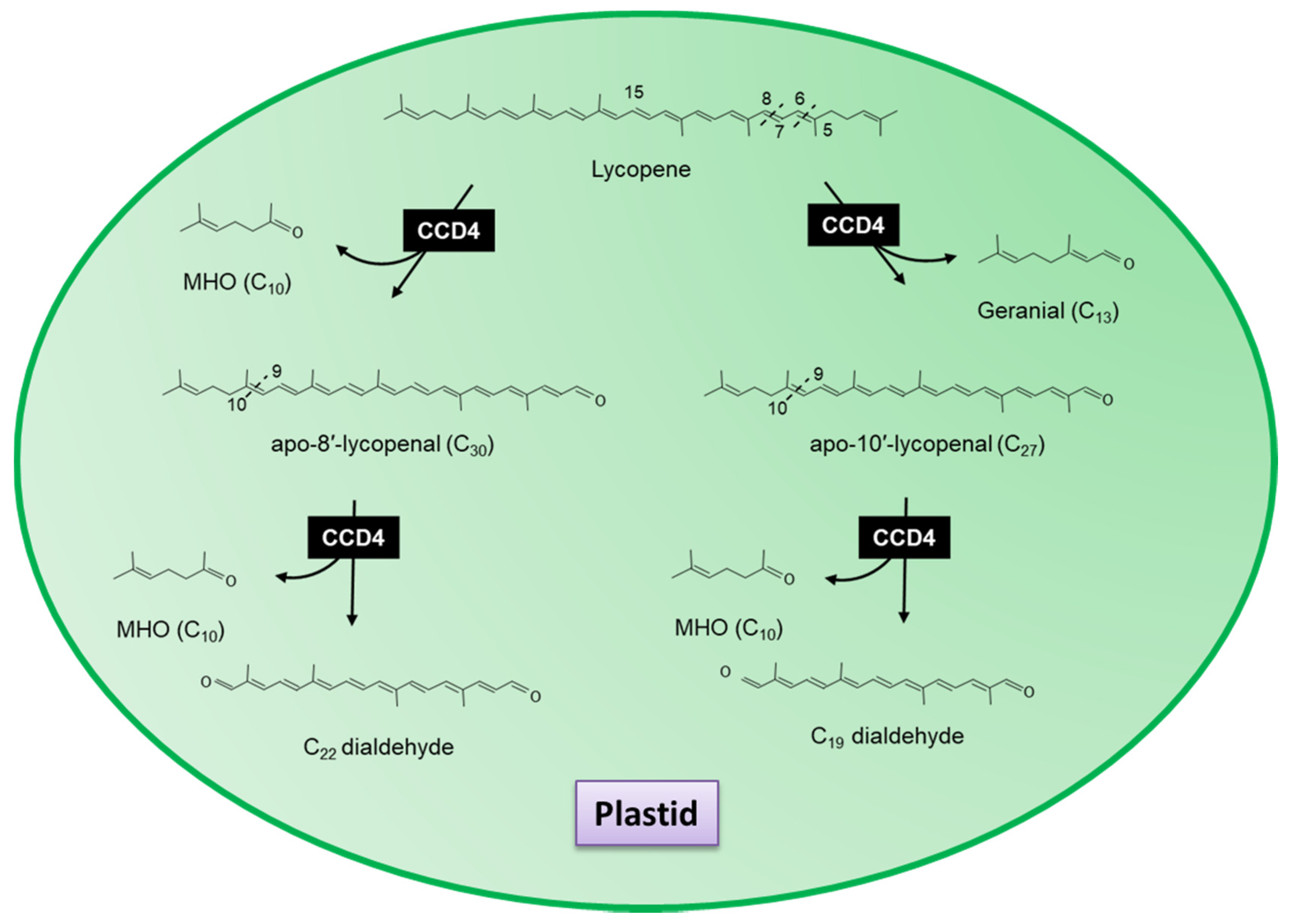 Plants 10 02321 g006 Plants 10 02321 g006