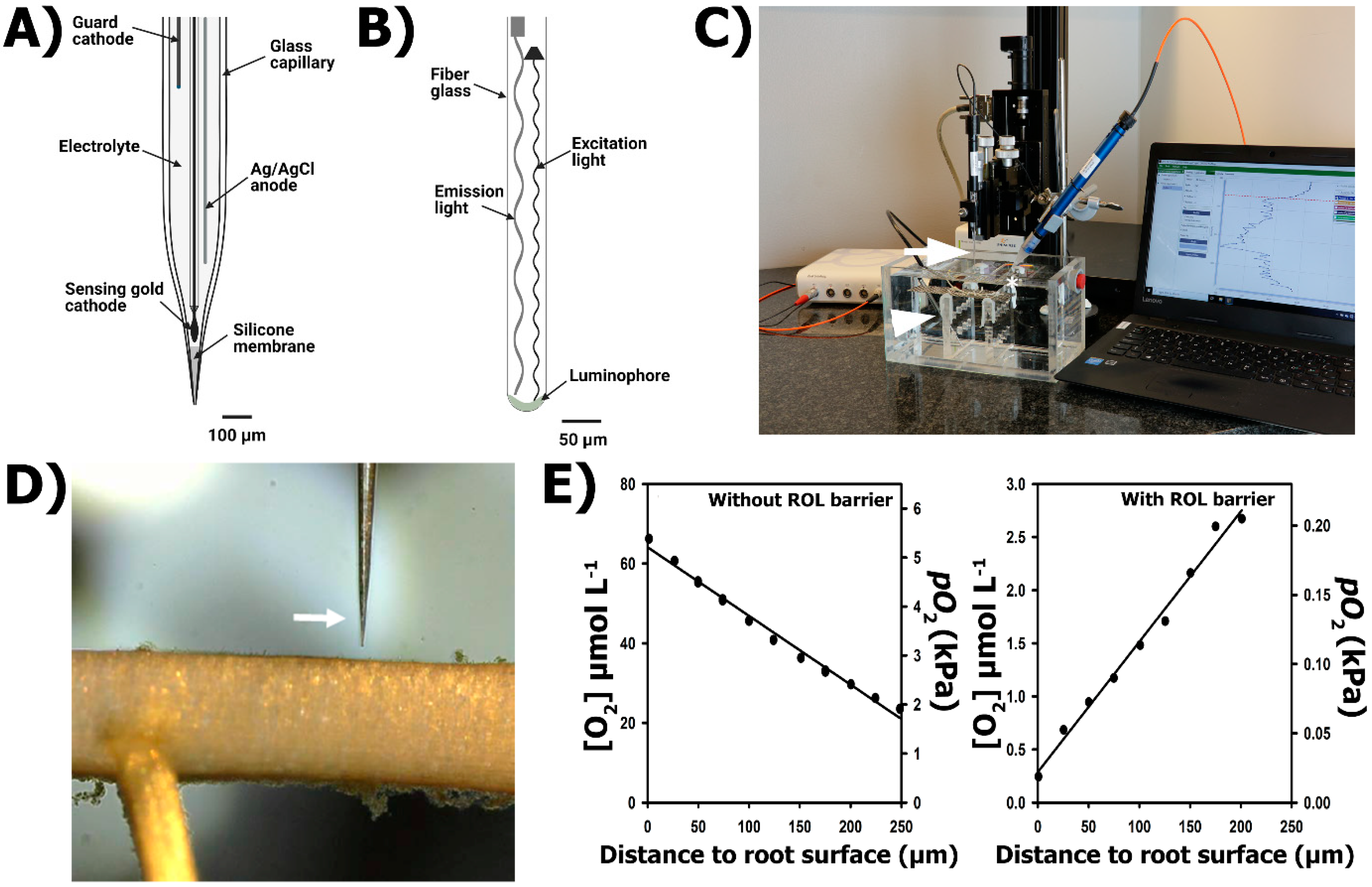 Plants 10 02322 g004 550