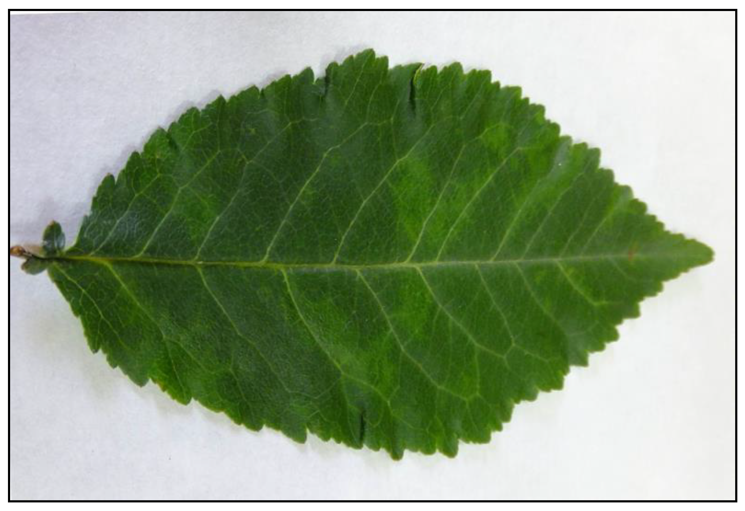 Plants 10 02327 g001