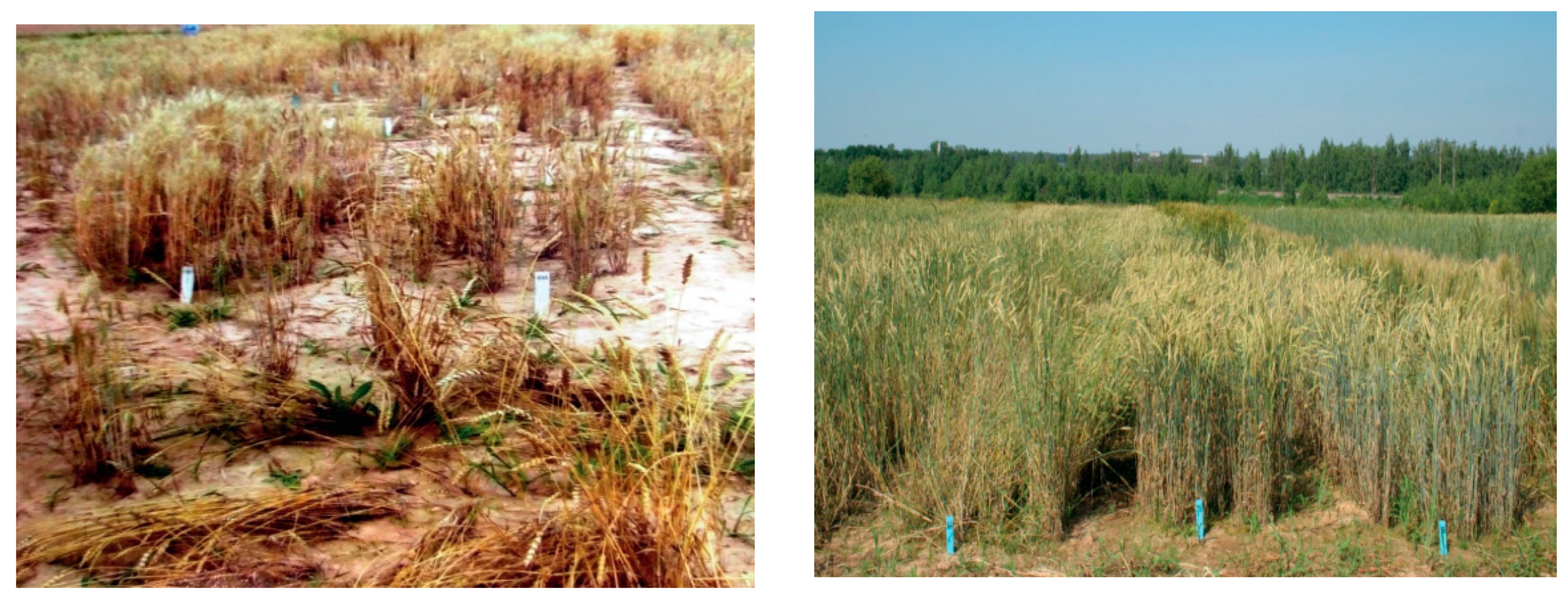 Plants 10 02337 g002 550