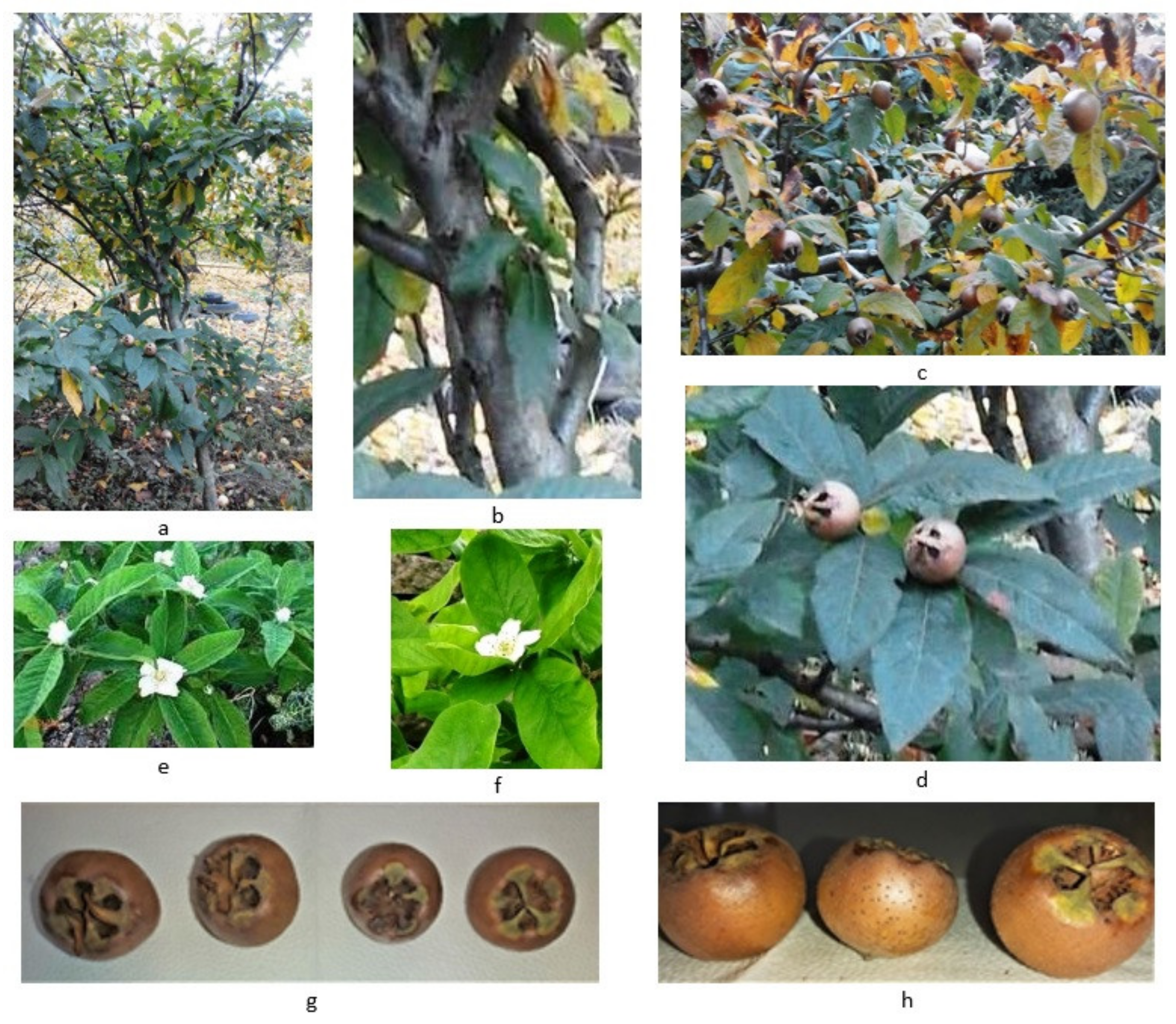 Plants 10 02344 g001 Plants 10 02344 g001