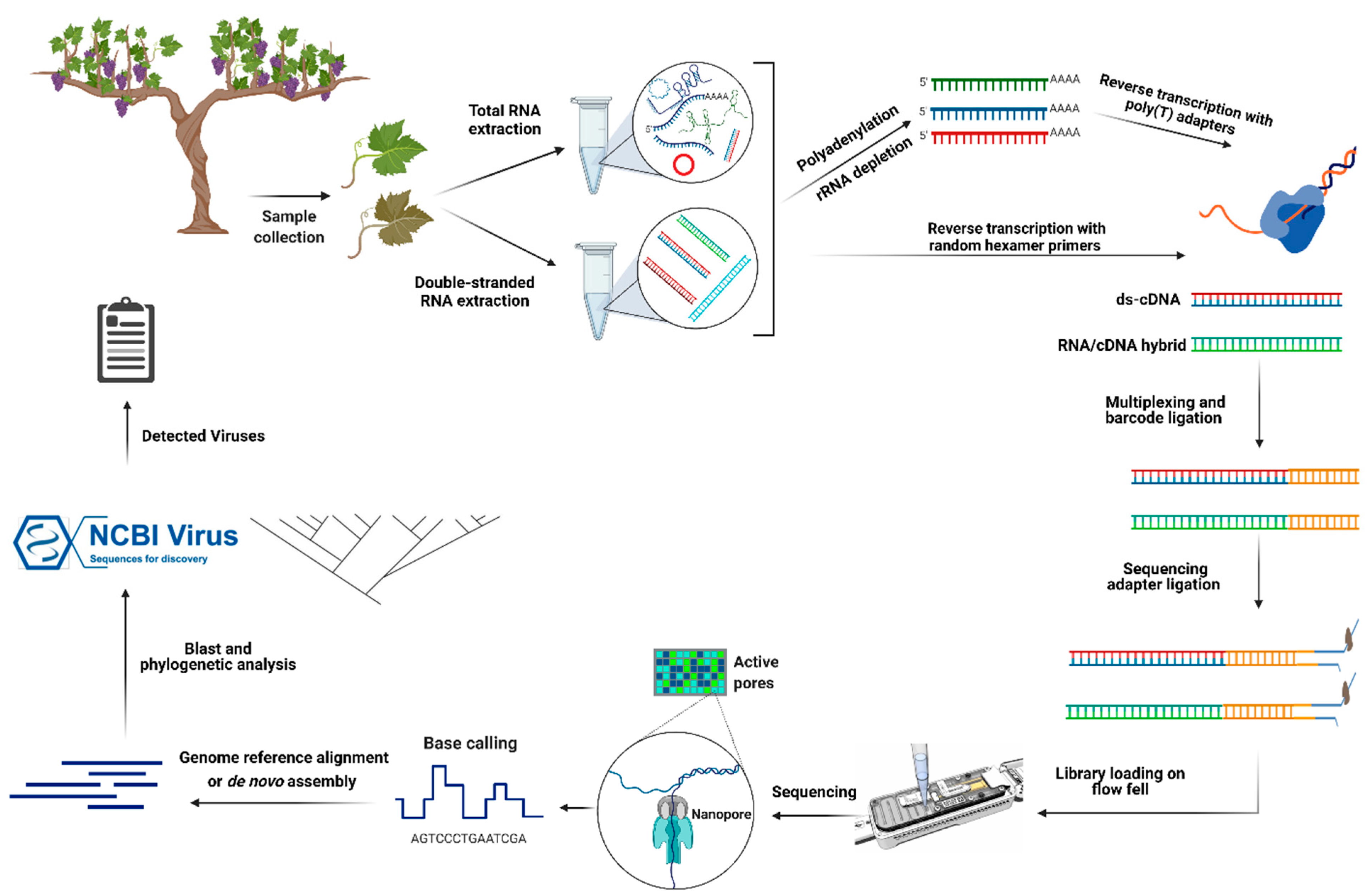Plants 10 02355 g002