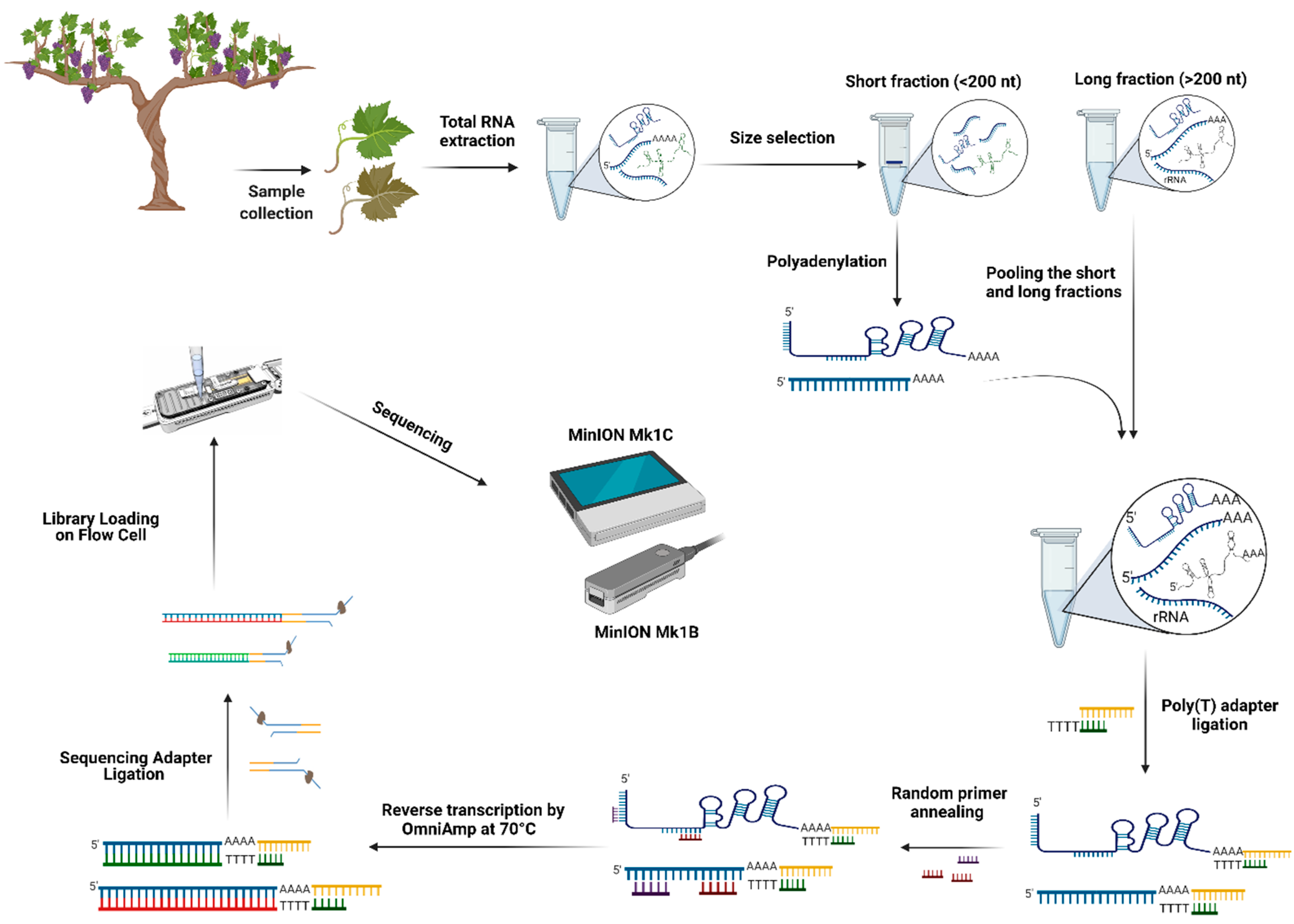 Plants 10 02355 g003