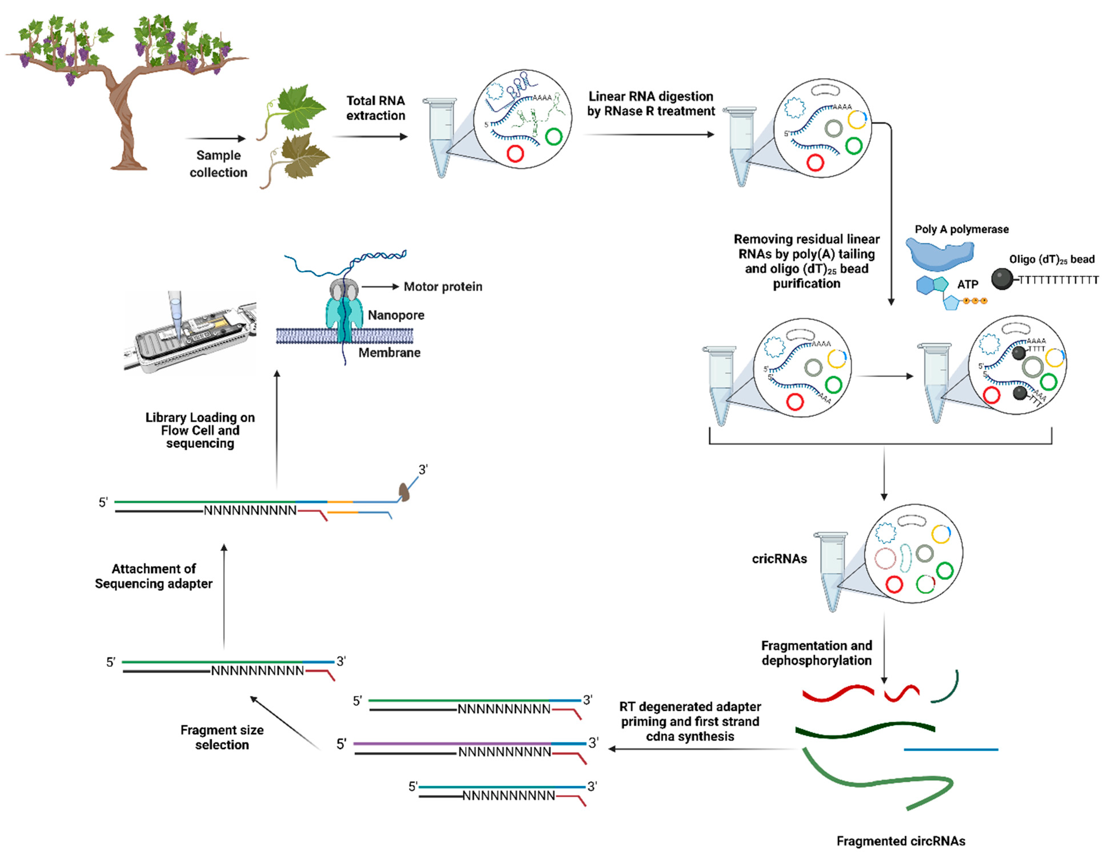 Plants 10 02355 g004
