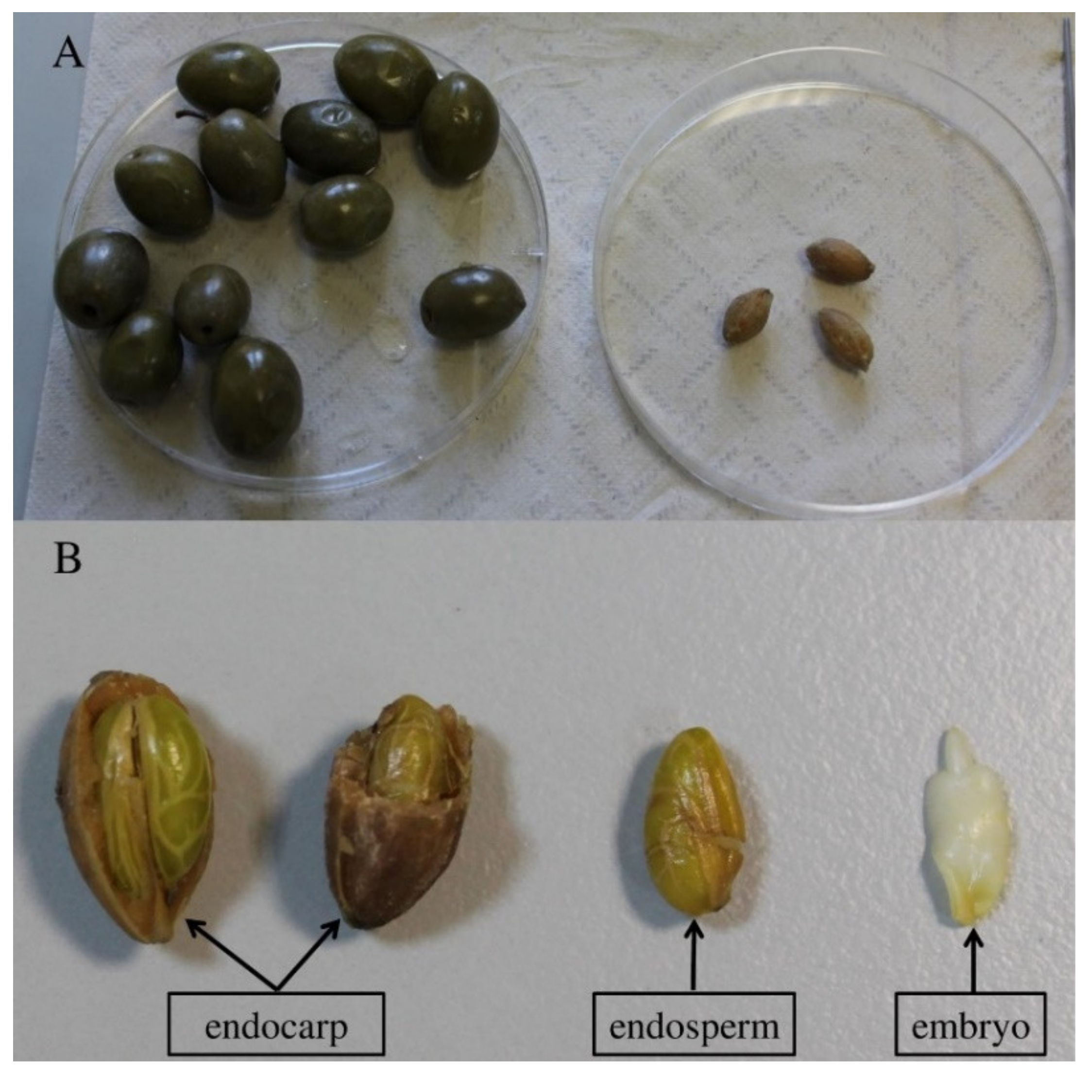 Plants 10 02356 g002 550