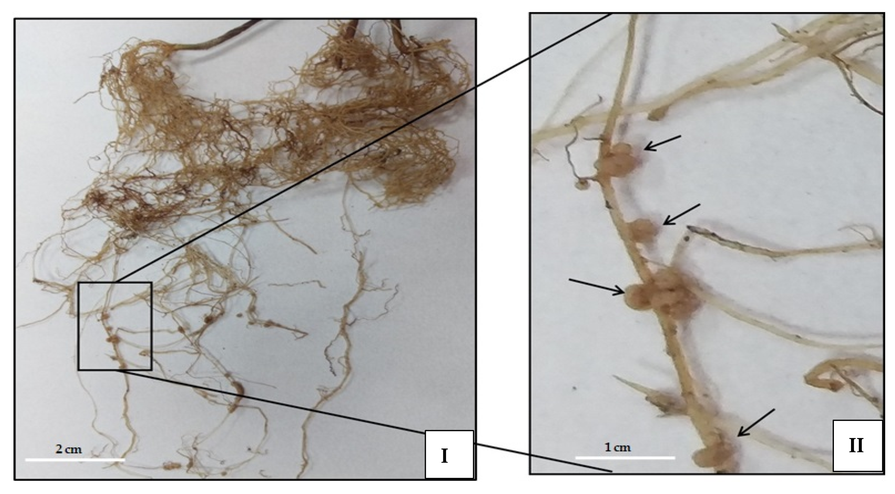 Plants 10 02361 g004