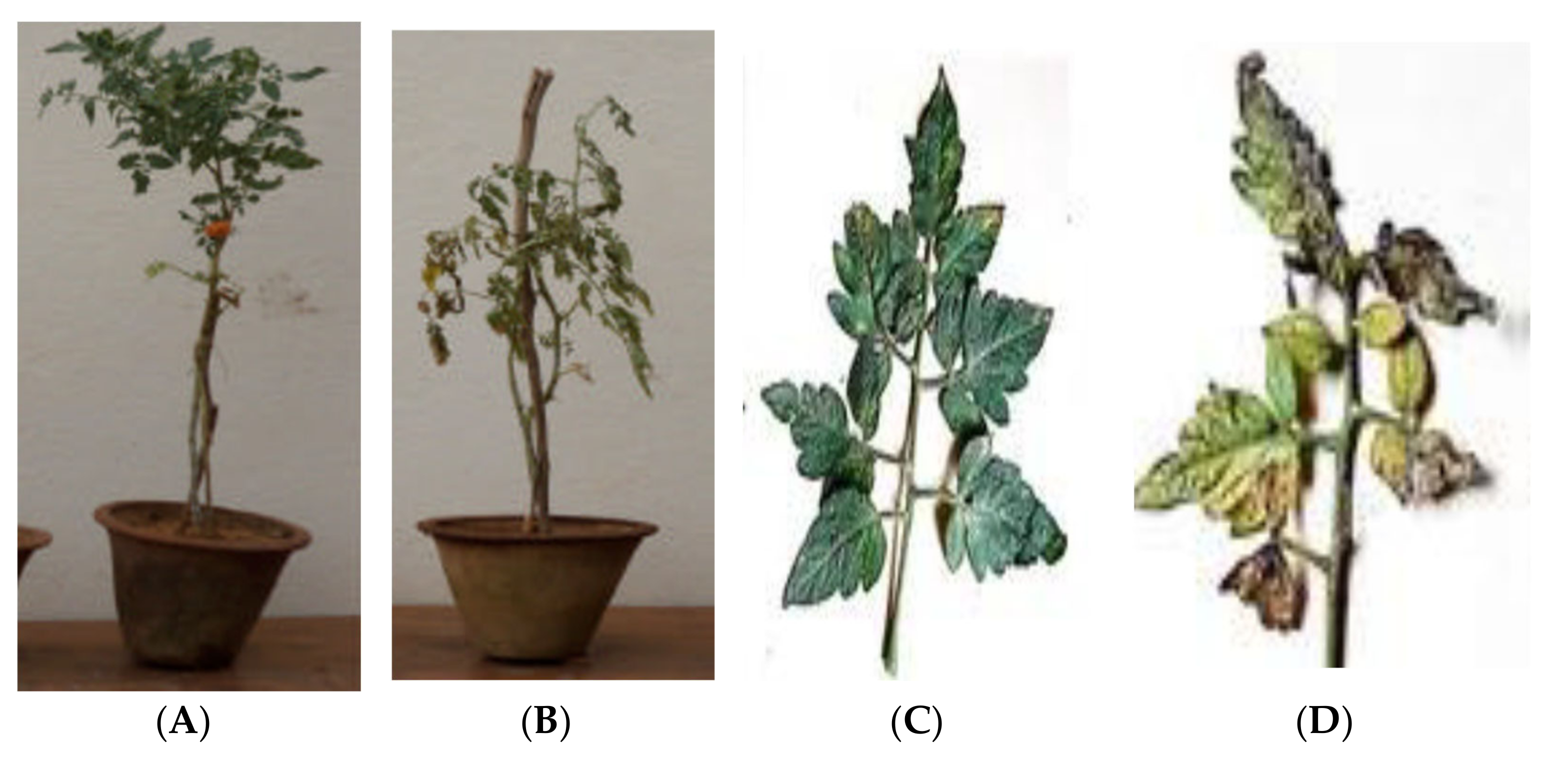 Plants 10 02363 g002 Plants 10 02363 g002