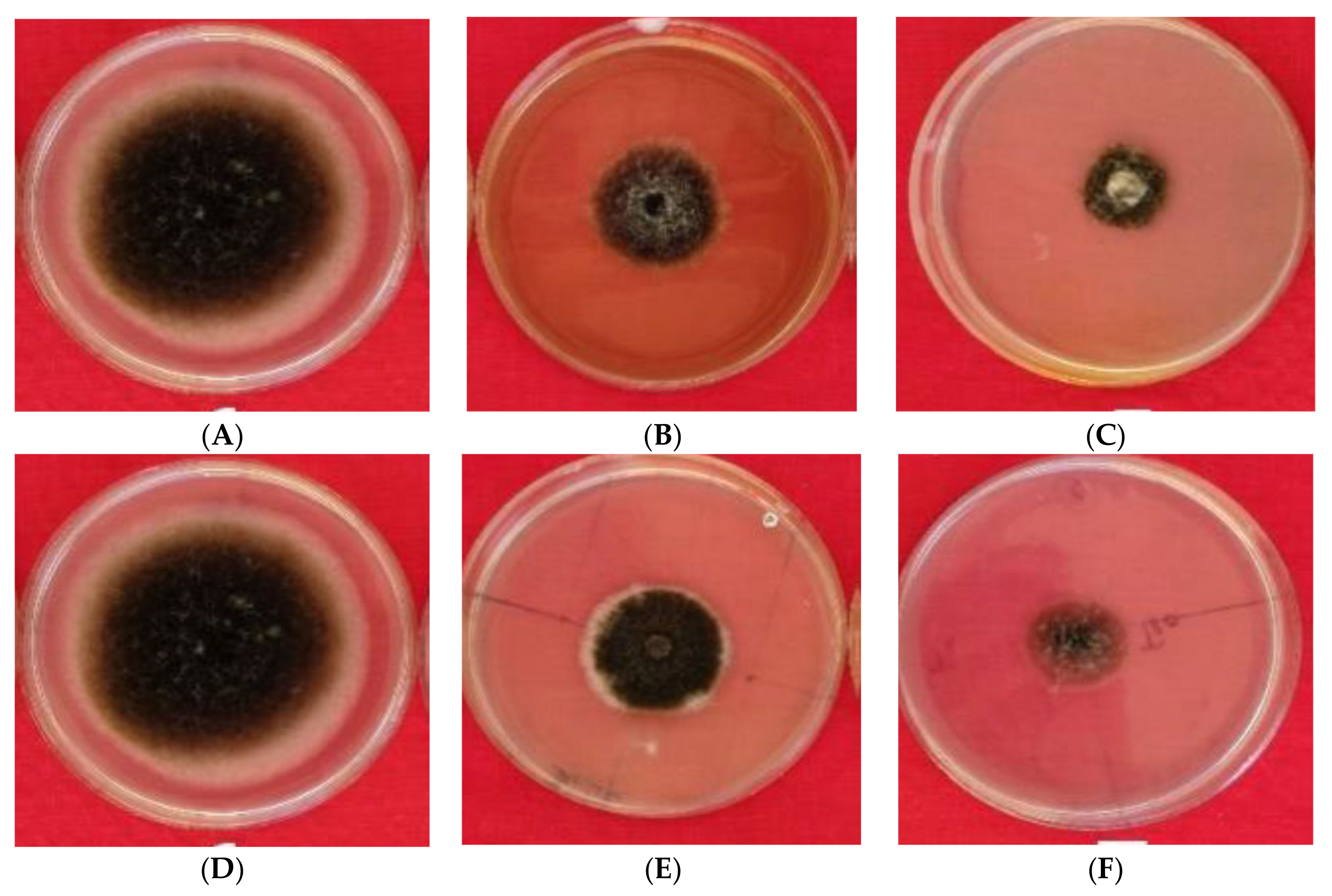 Plants 10 02363 g010 Plants 10 02363 g010