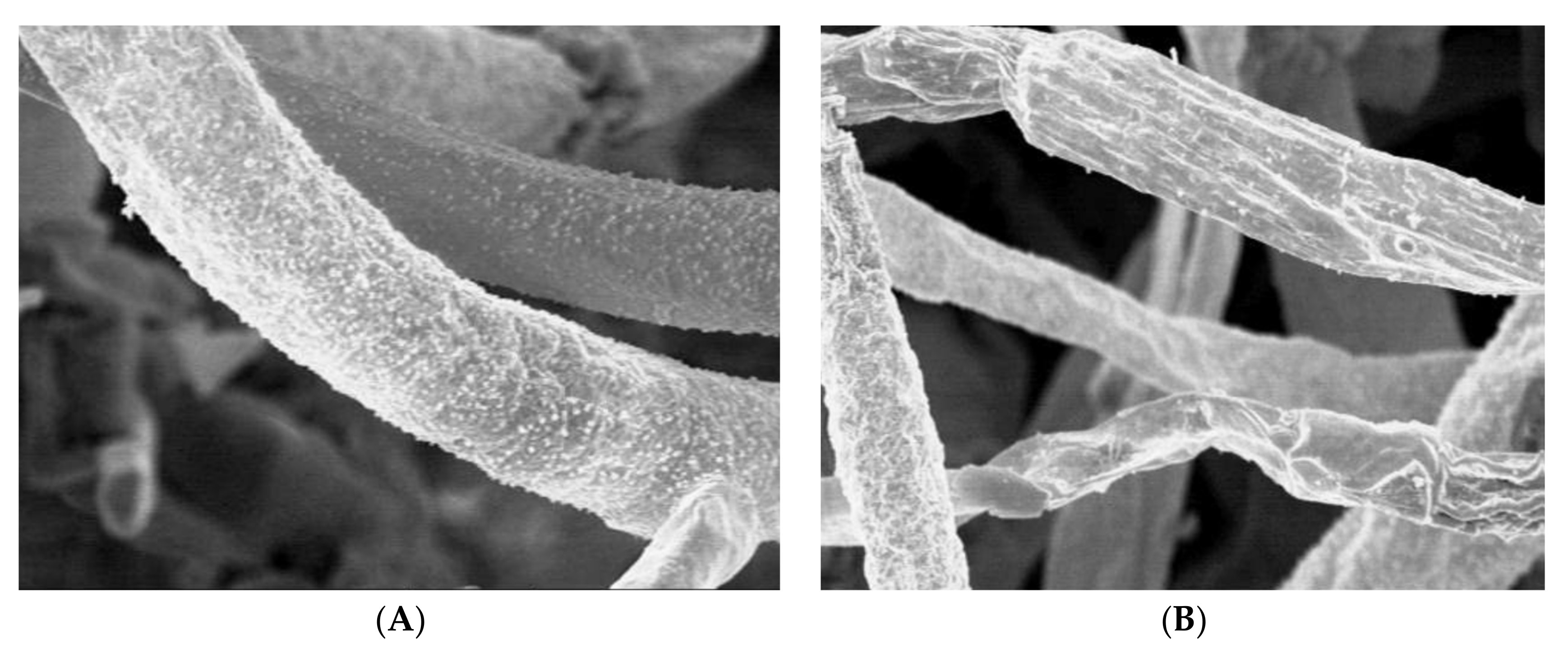 Plants 10 02363 g012 Plants 10 02363 g012