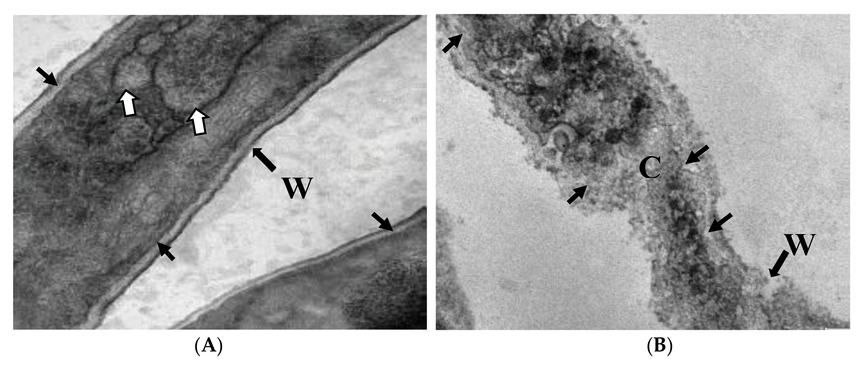 Plants 10 02363 g013 Plants 10 02363 g013