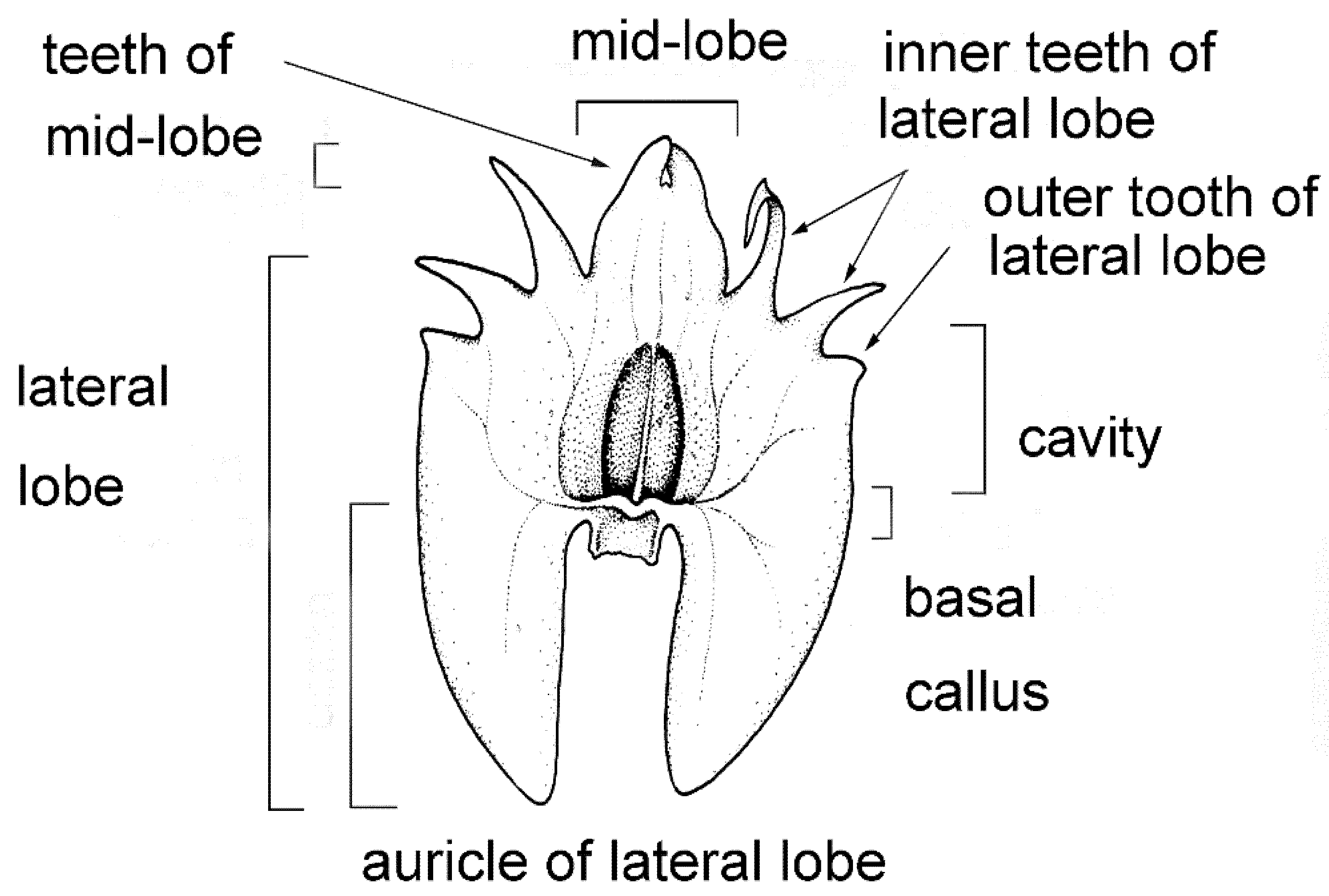 Plants 10 02373 g002