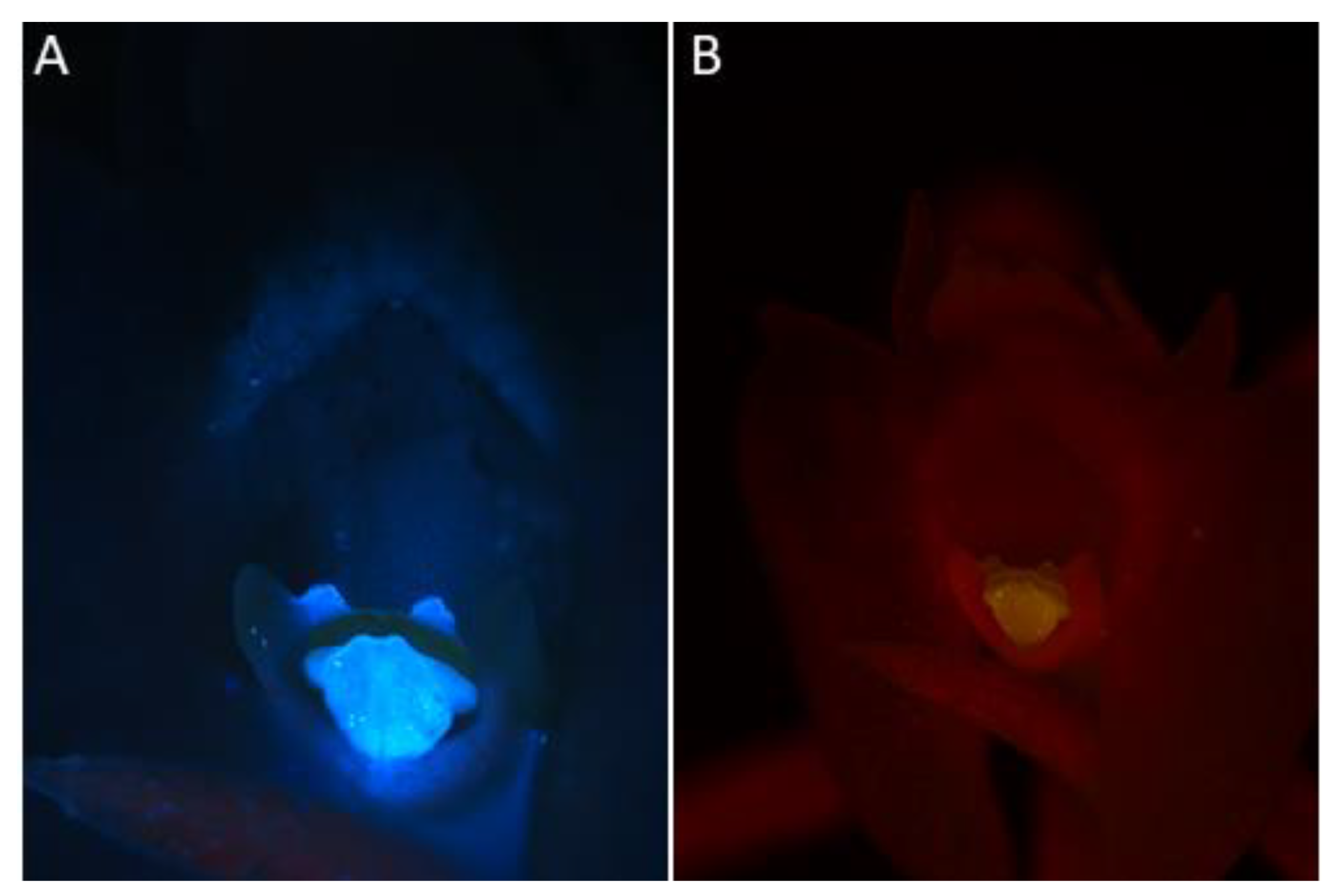 Plants 10 02373 g004