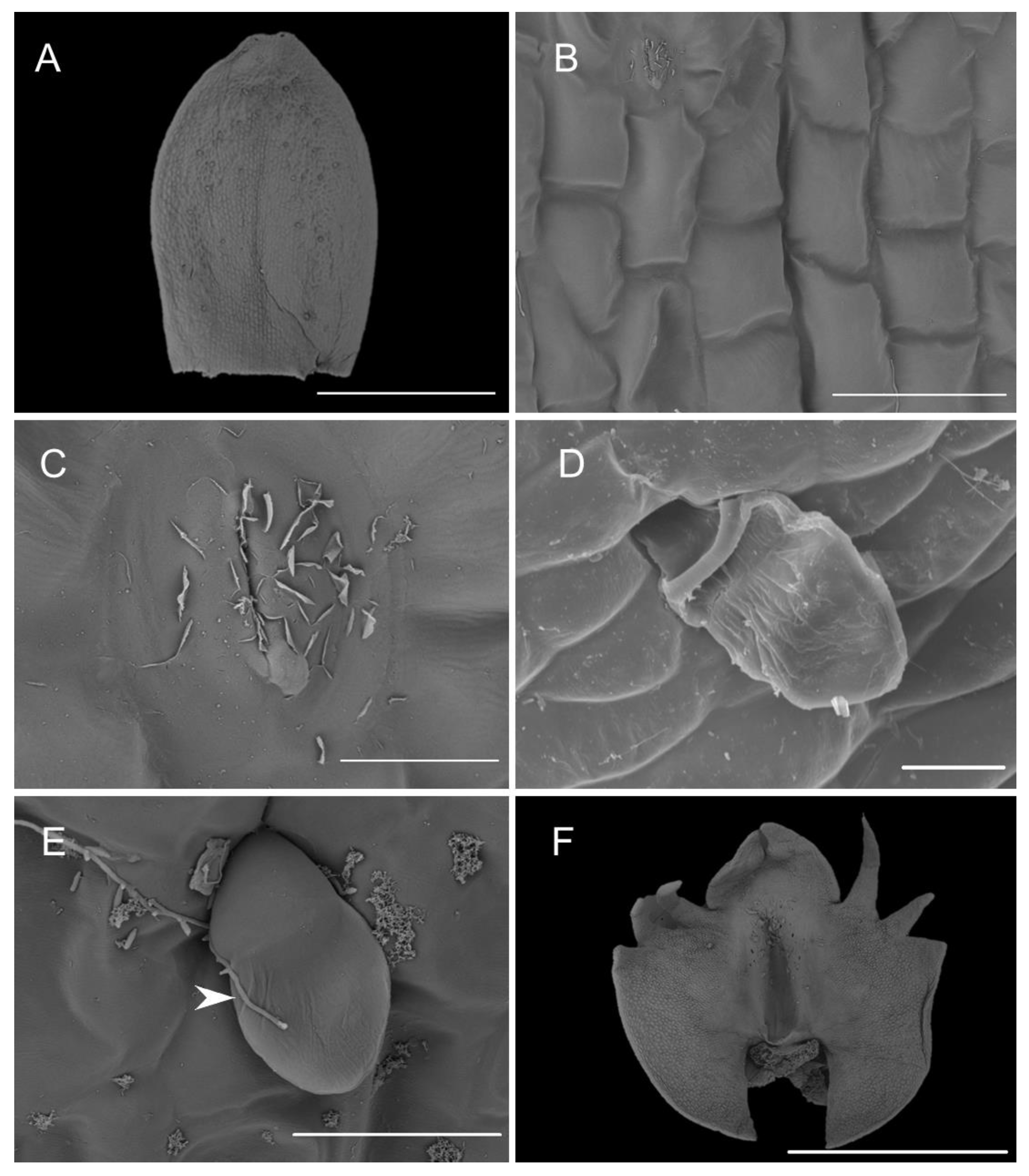 Plants 10 02373 g005