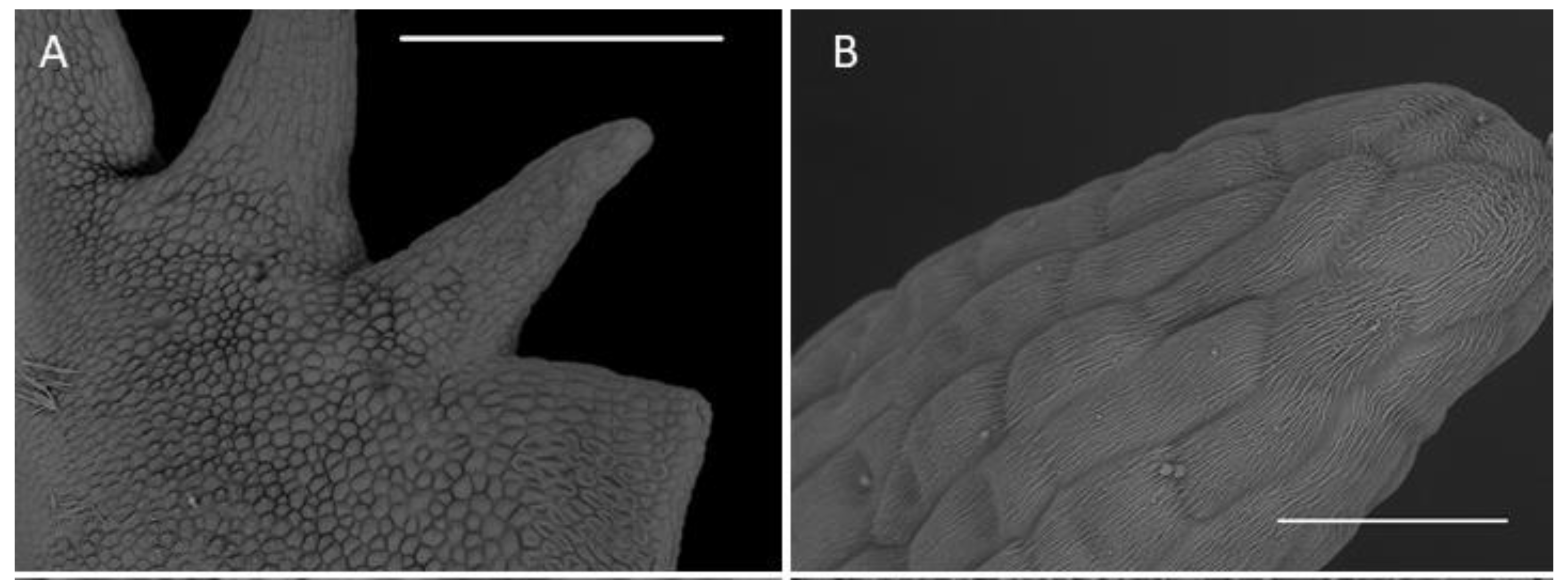 Plants 10 02373 g006a