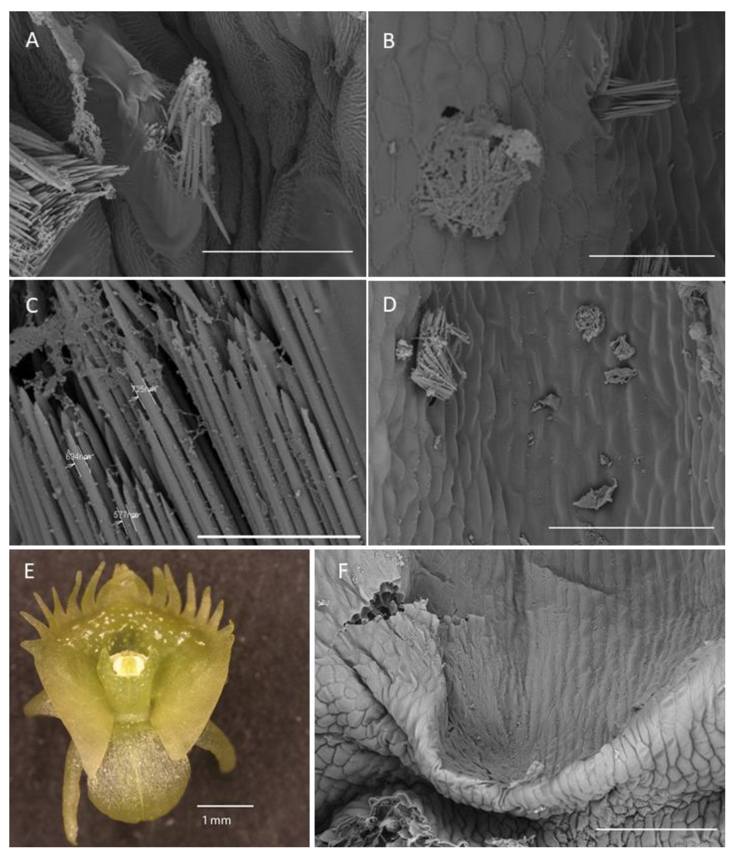 Plants 10 02373 g007