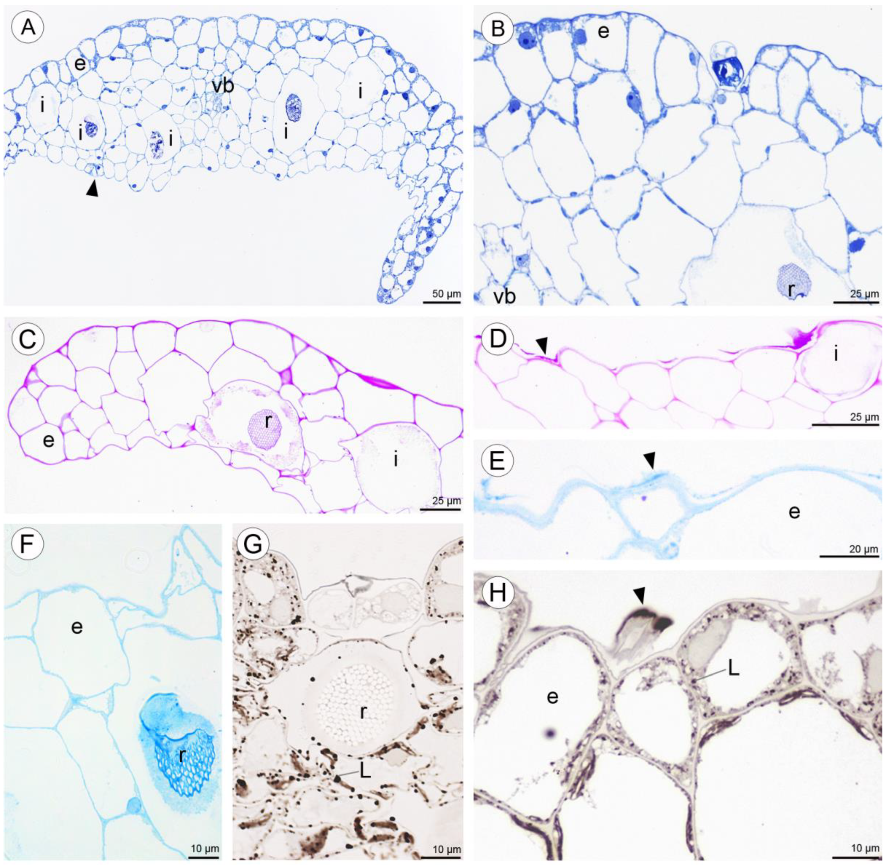 Plants 10 02373 g009a