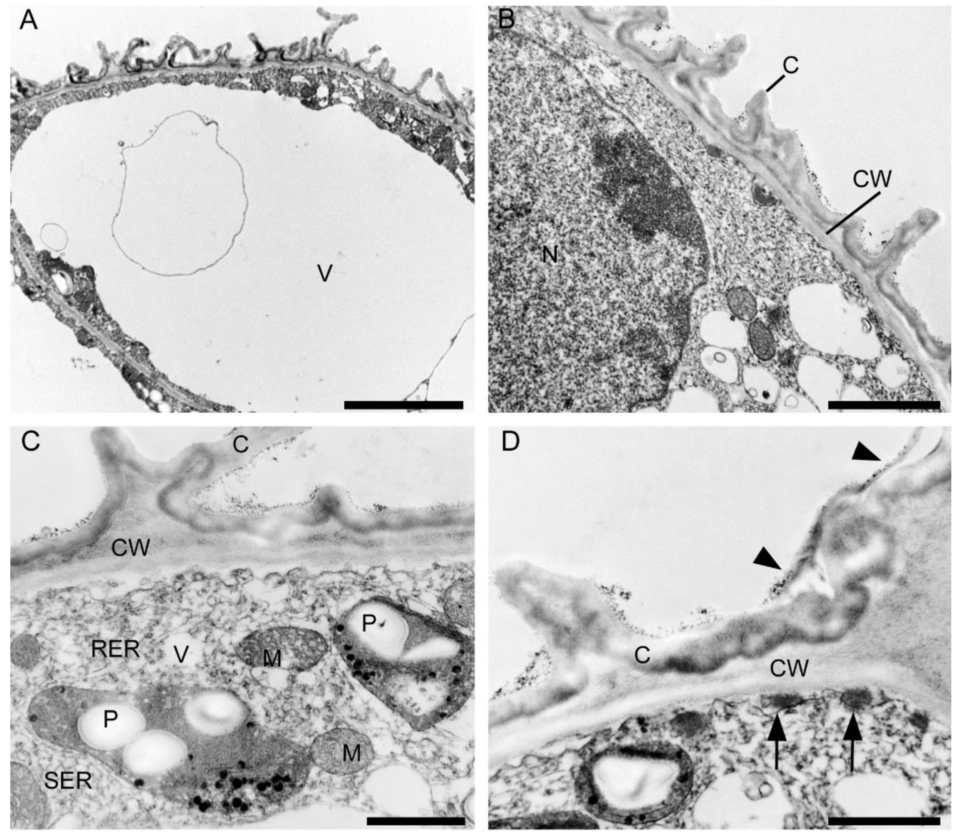 Plants 10 02373 g015a