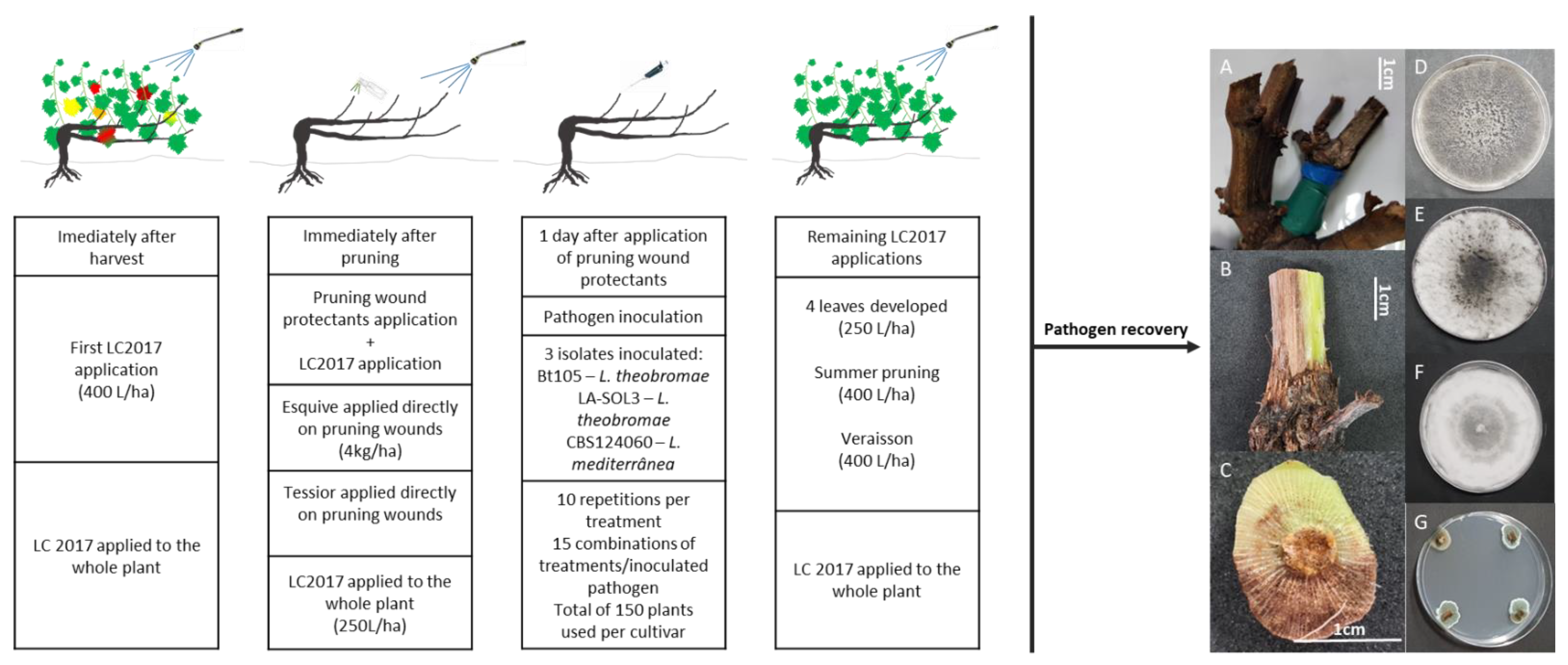 Plants 10 02376 g005 Plants 10 02376 g005